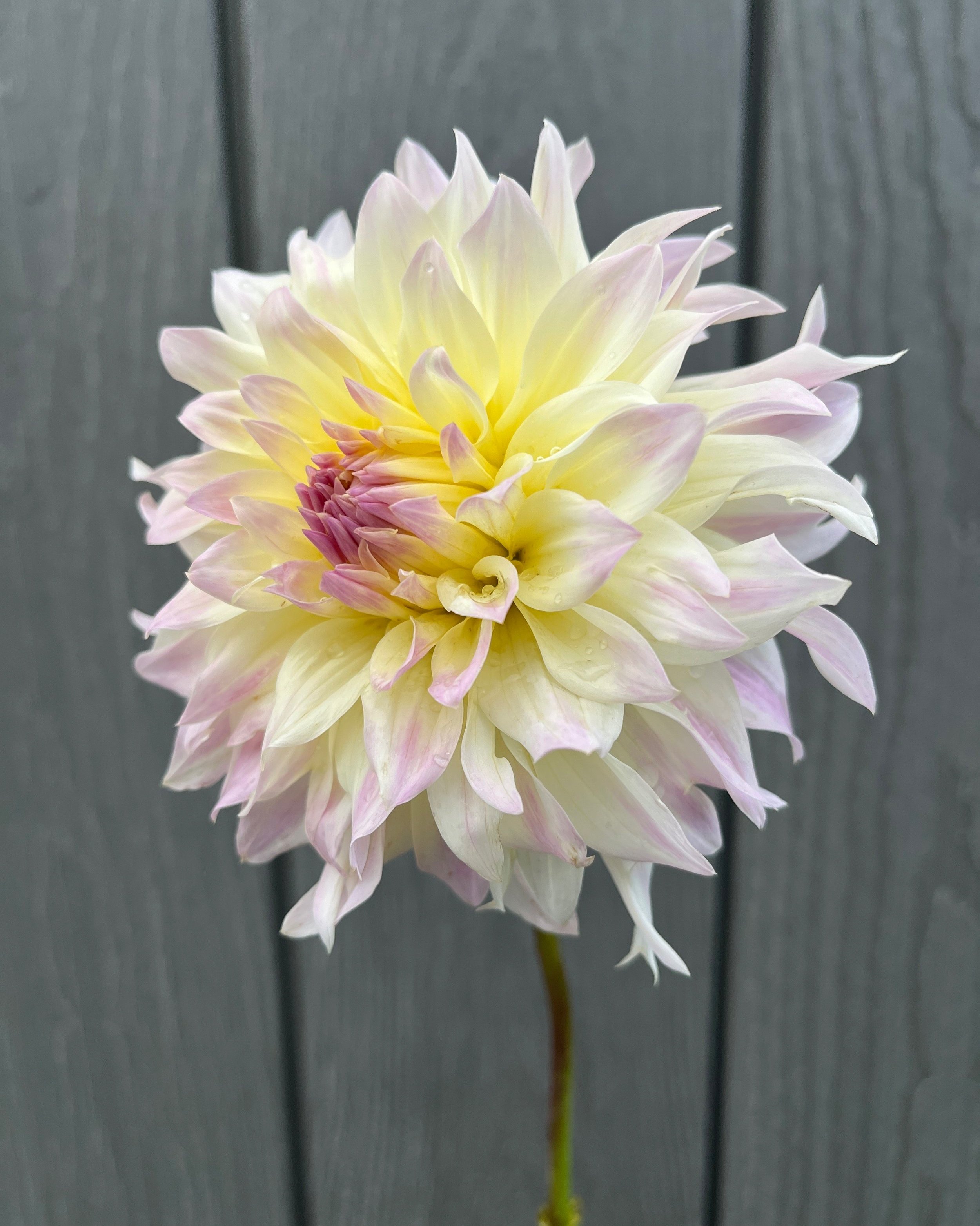 Tahoma Early Dawn: A White with Yellow and Lavender Informal Decorative Dahlia Flower