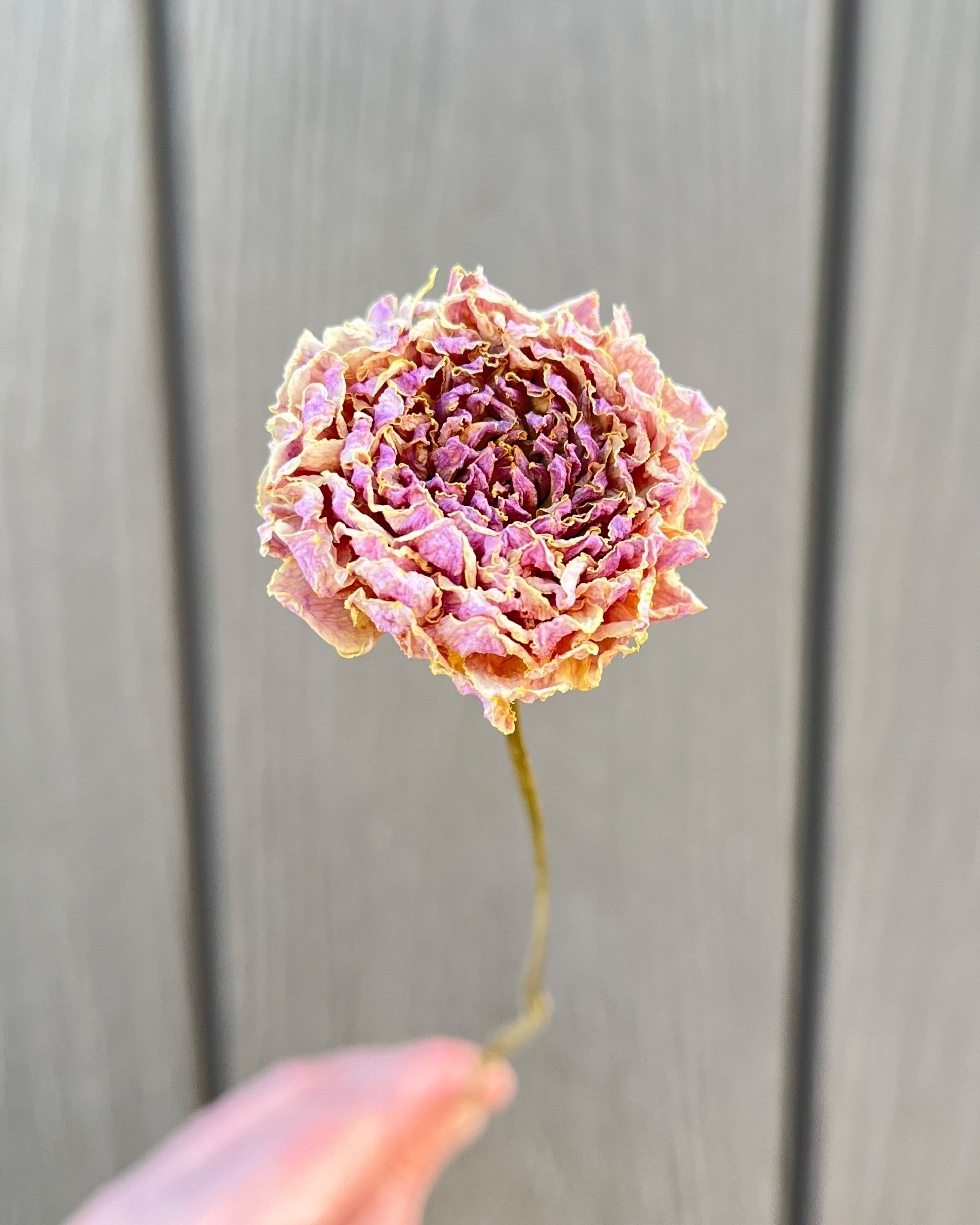Purple Pink Dried Dahlia Flower