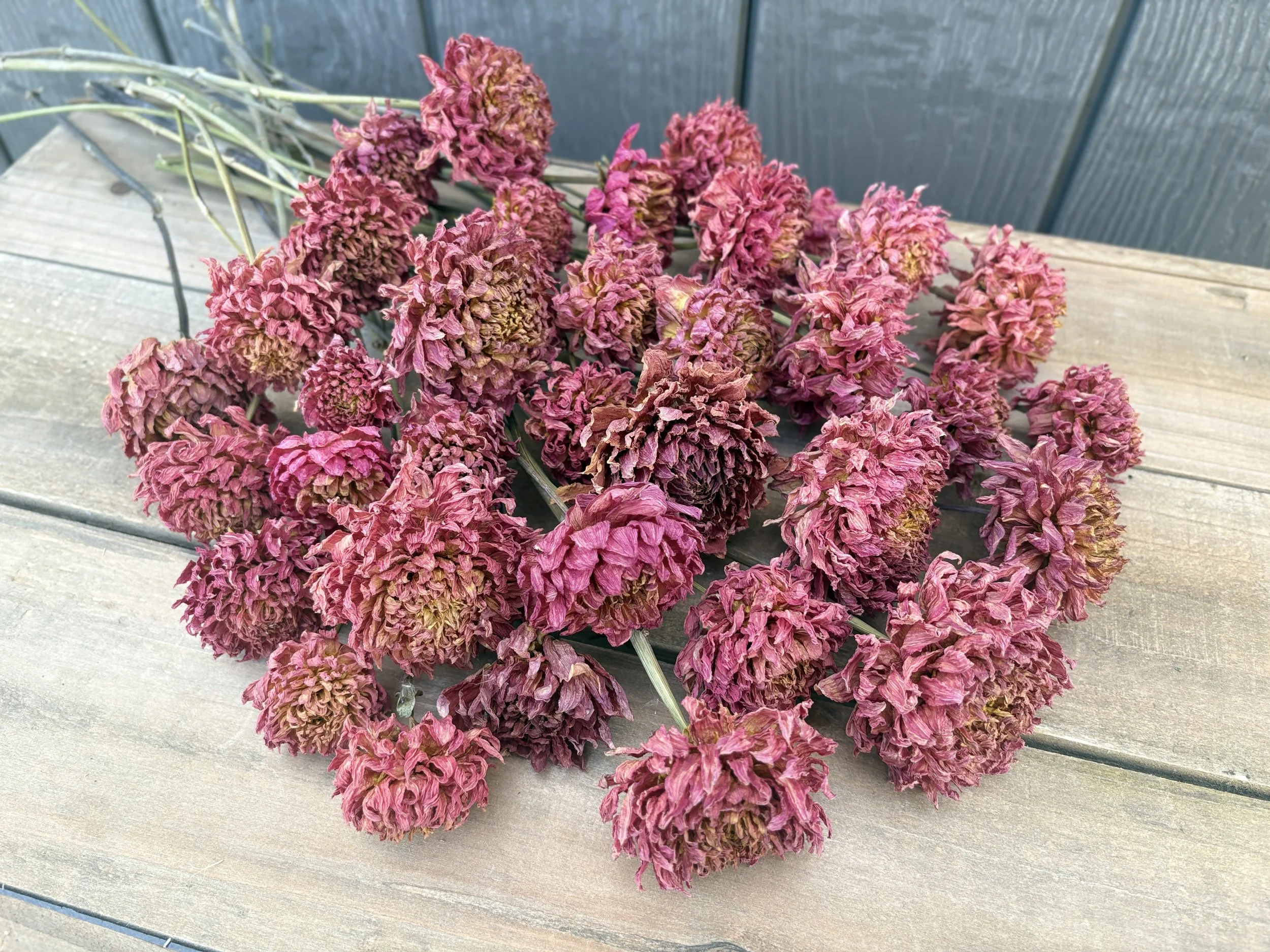 Red Dried Dahlia Flowers