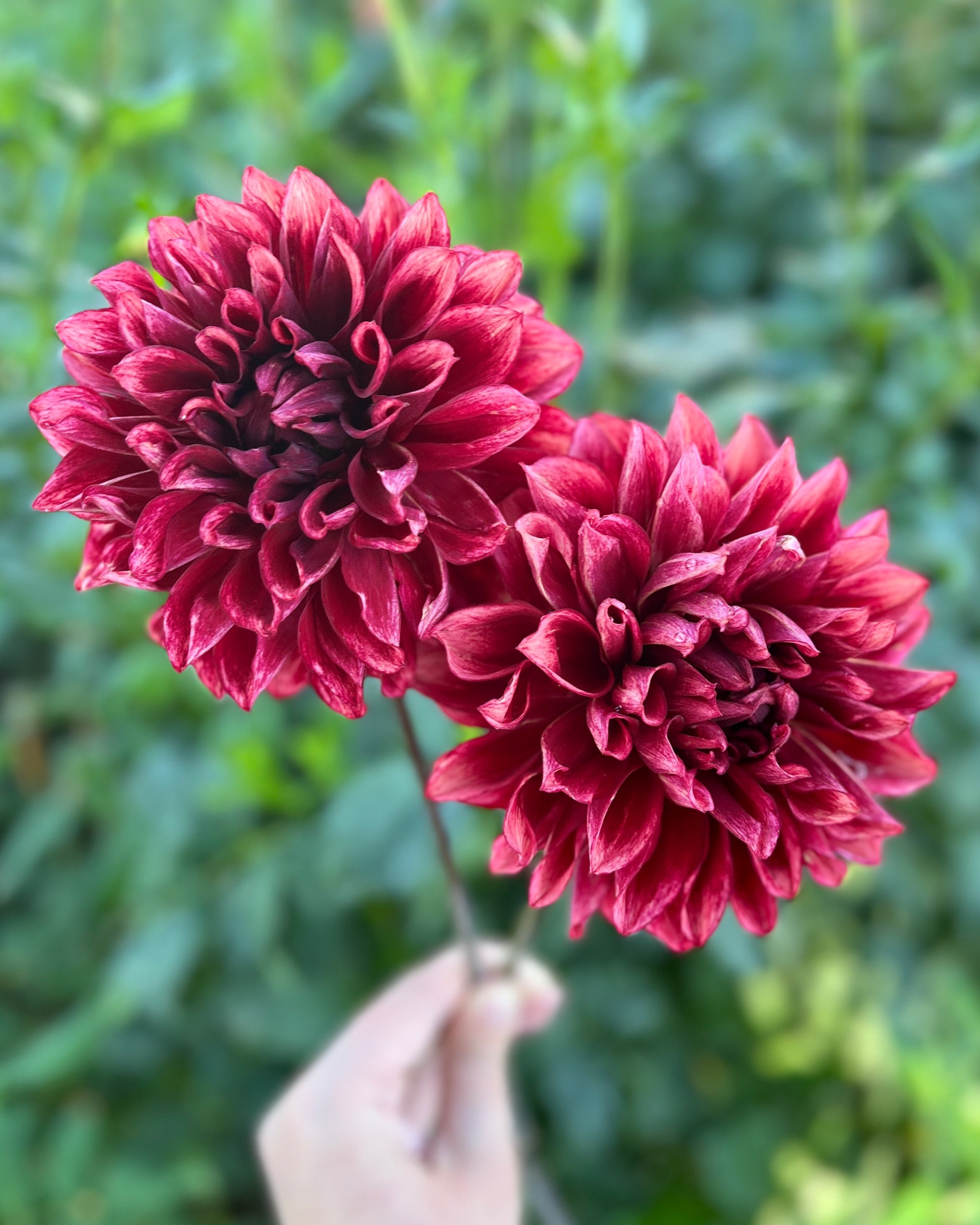 Bloomquist York: Rust Red Dahlia Flower