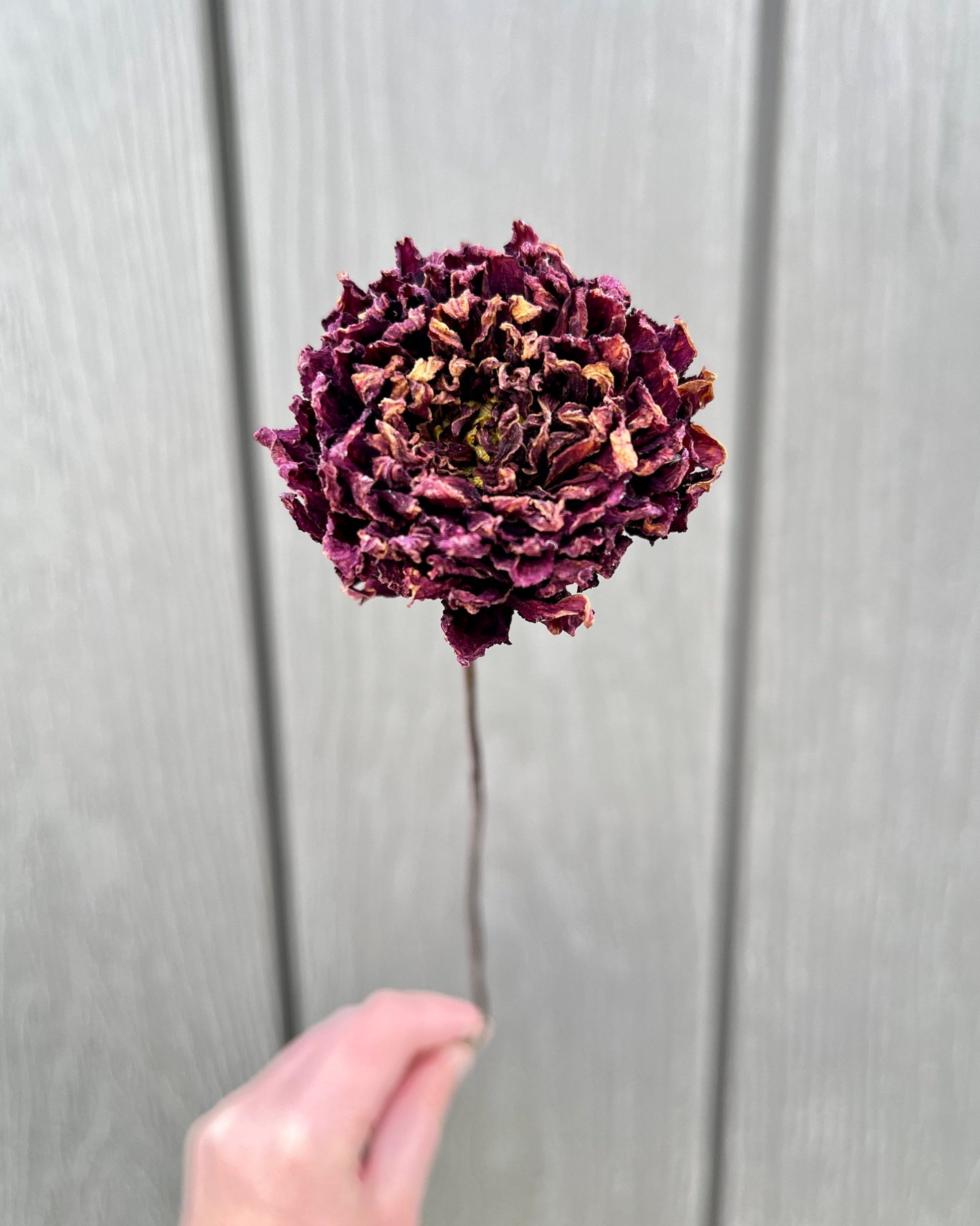 Violet Purple Dried Dahlia Flower