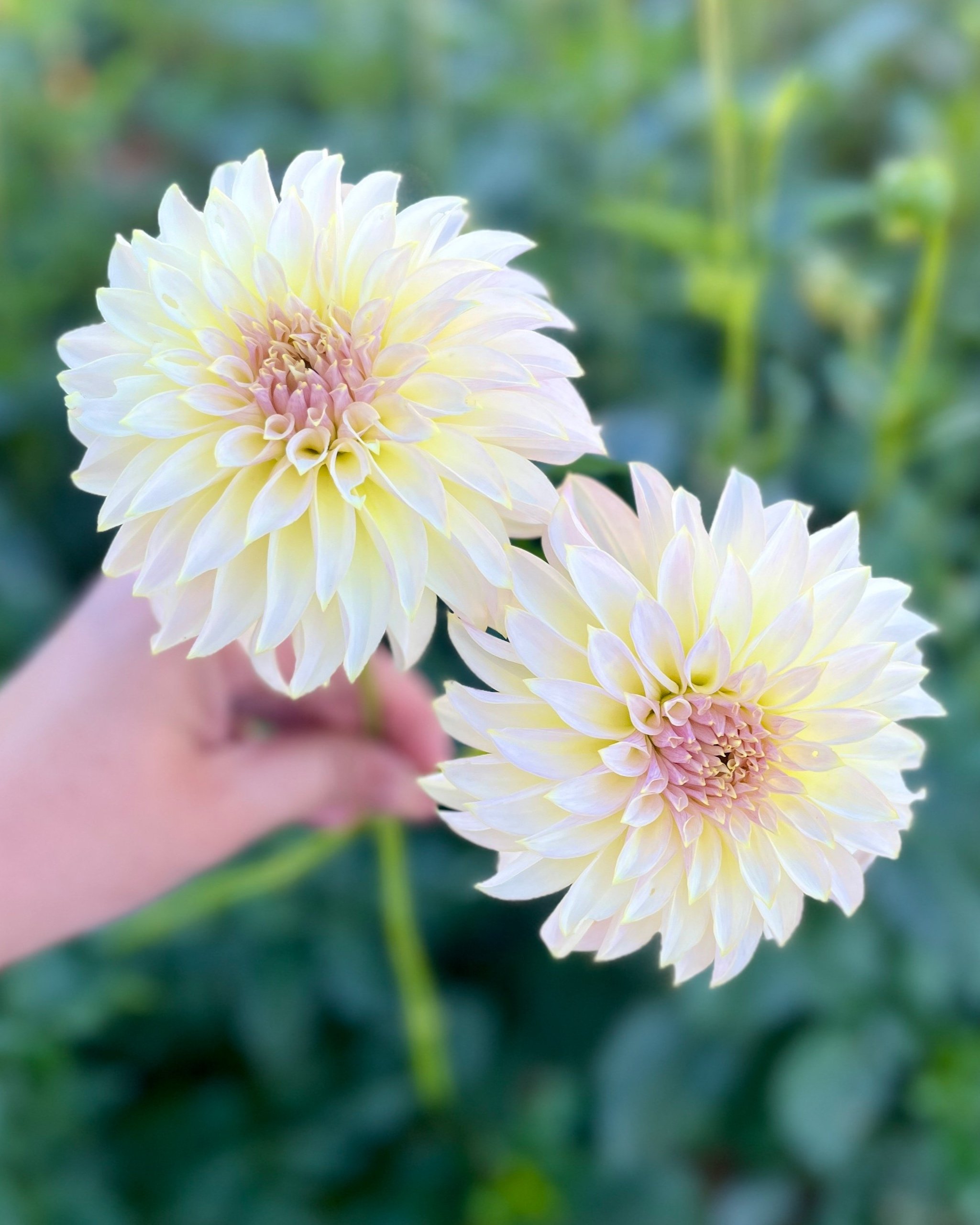 KA's Champagne: Blush Pink Cream Dahlia Flower