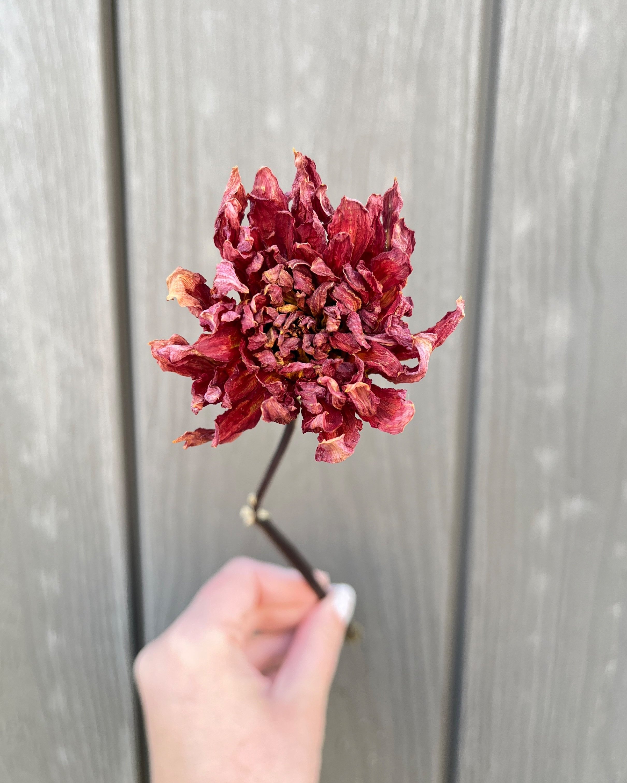 Red Rust Dried Dahlia Flower