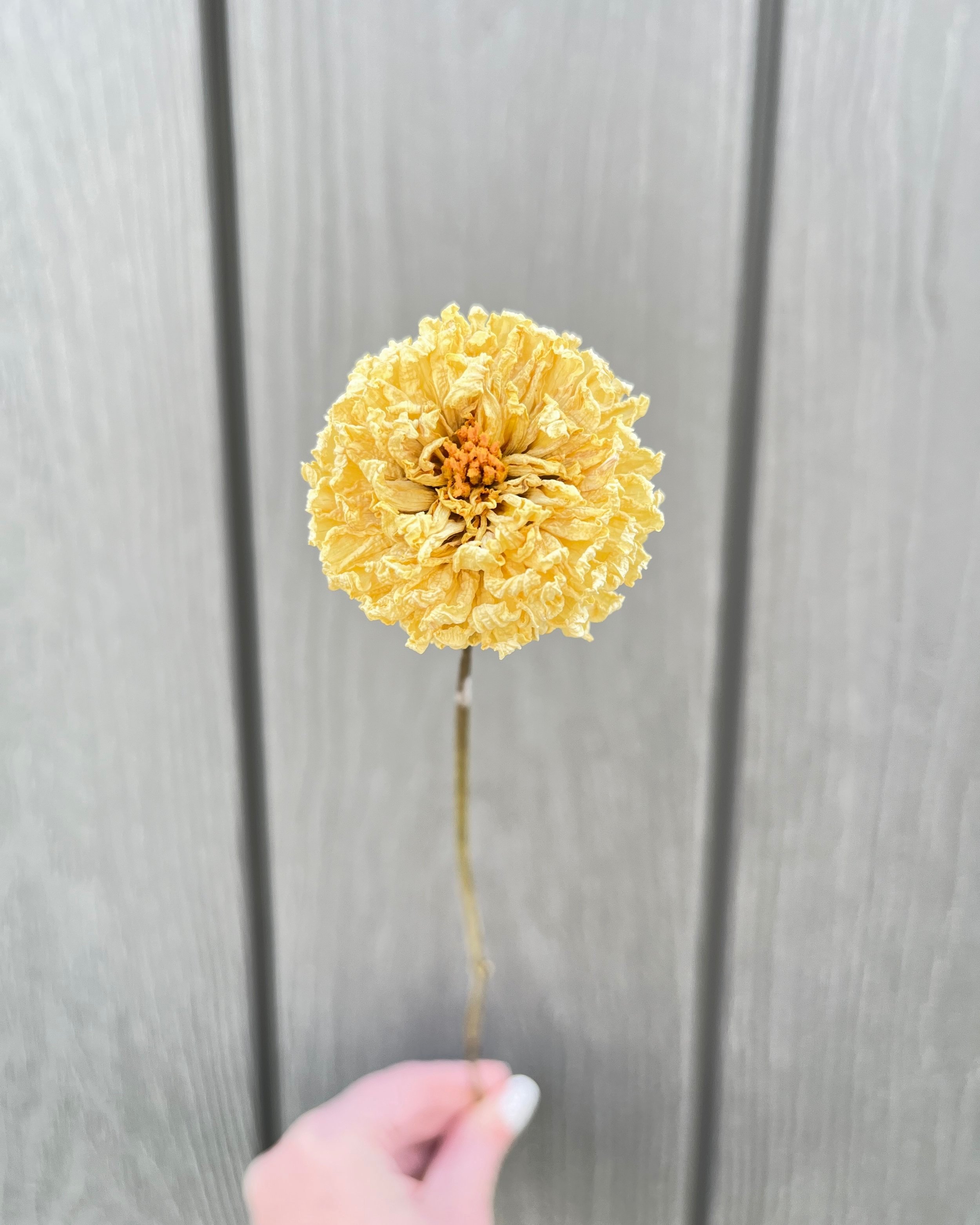 Cream Dried Dahlia Flower
