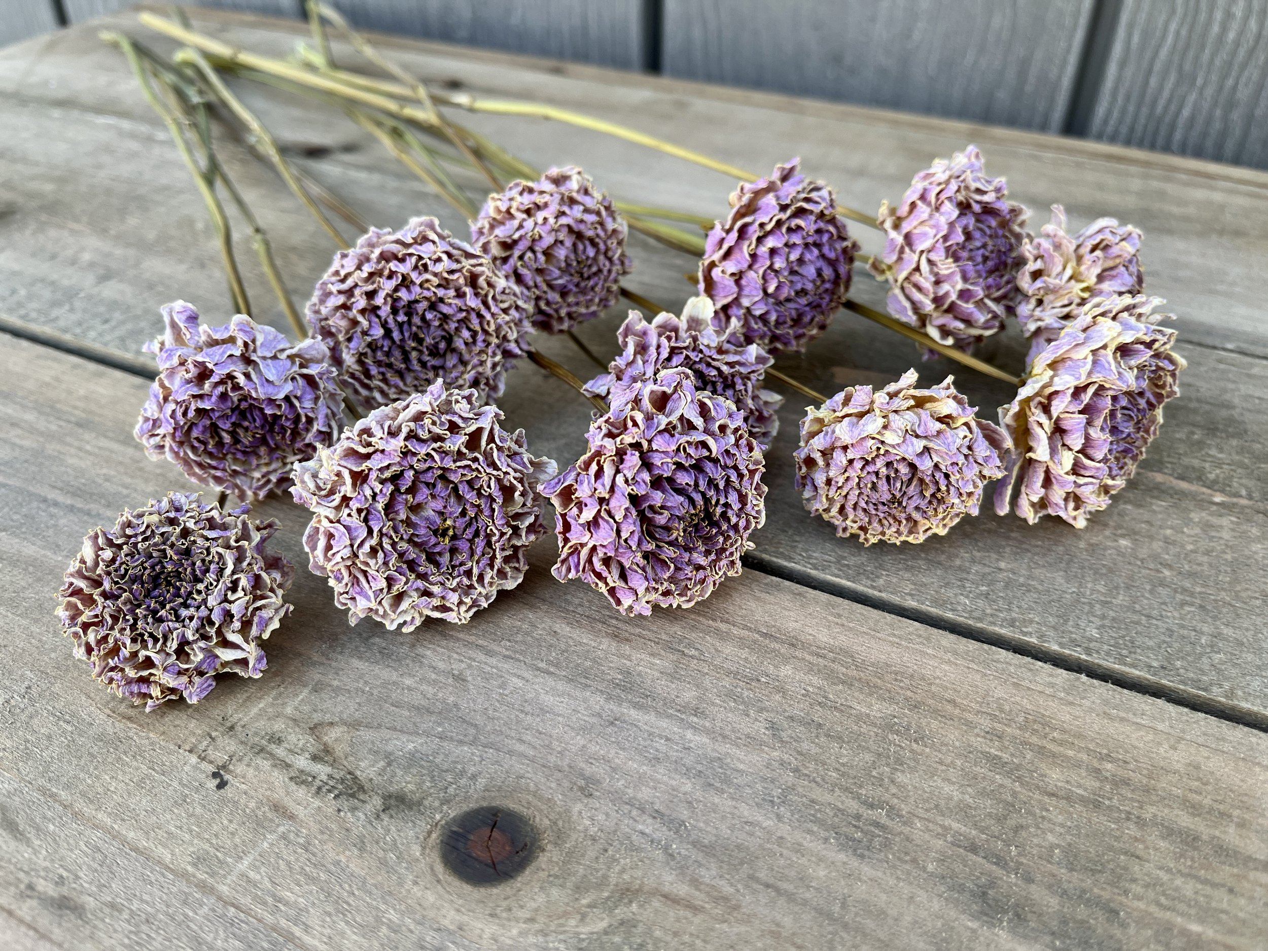 Lavender Purple Pink Dried Dahlia Flowers