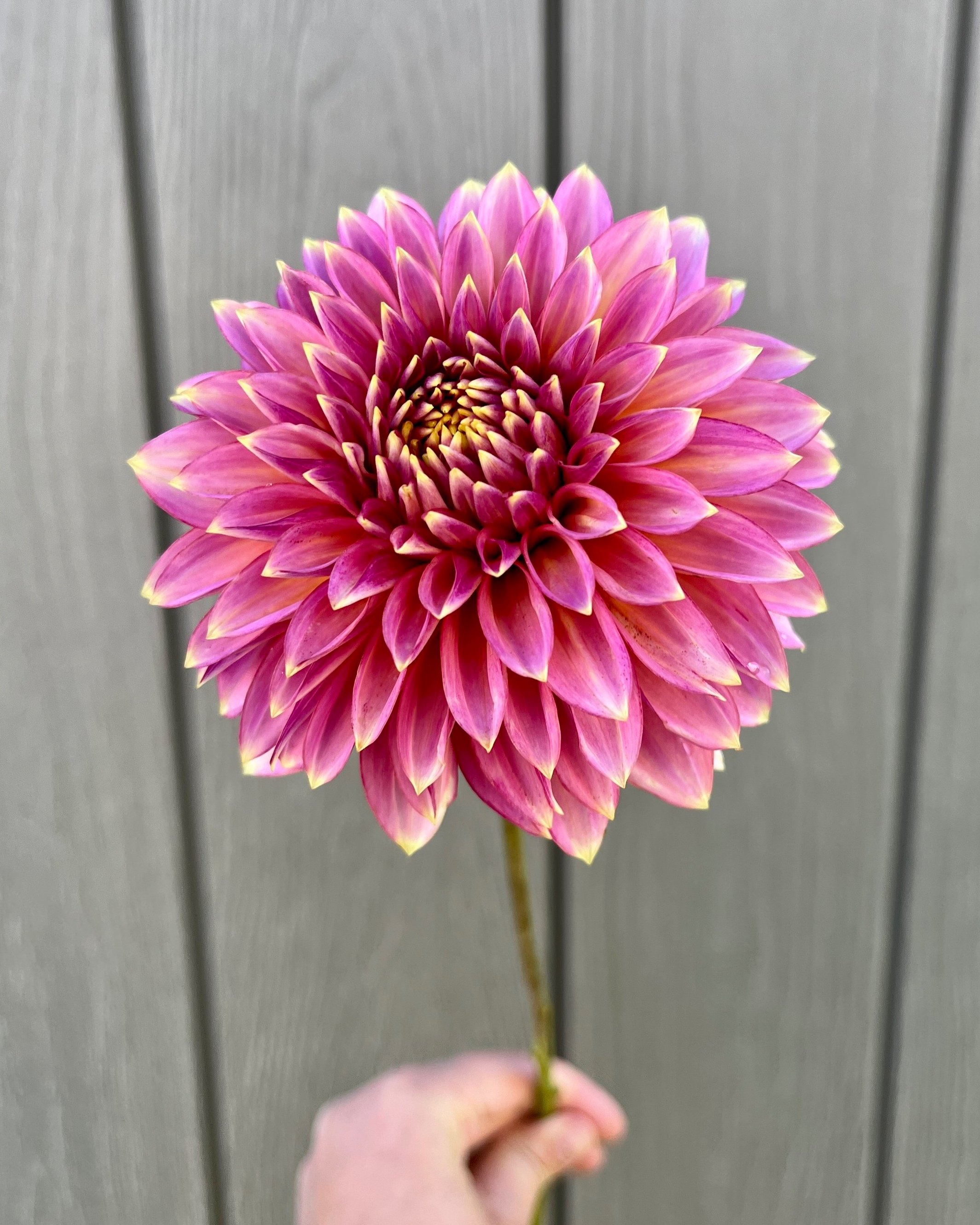 Bloomquist Mojo: Bright Pink Dahlia Flower (Copy)