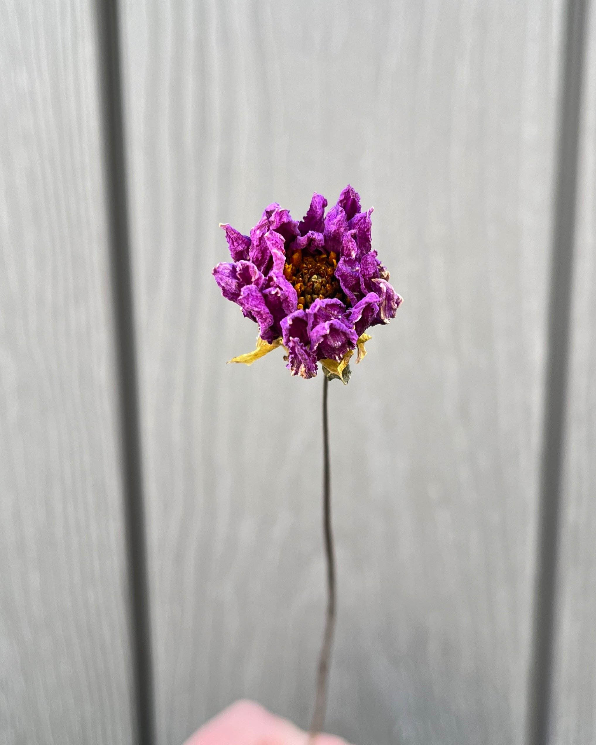 Violet Purple Dried Dahlia Flower