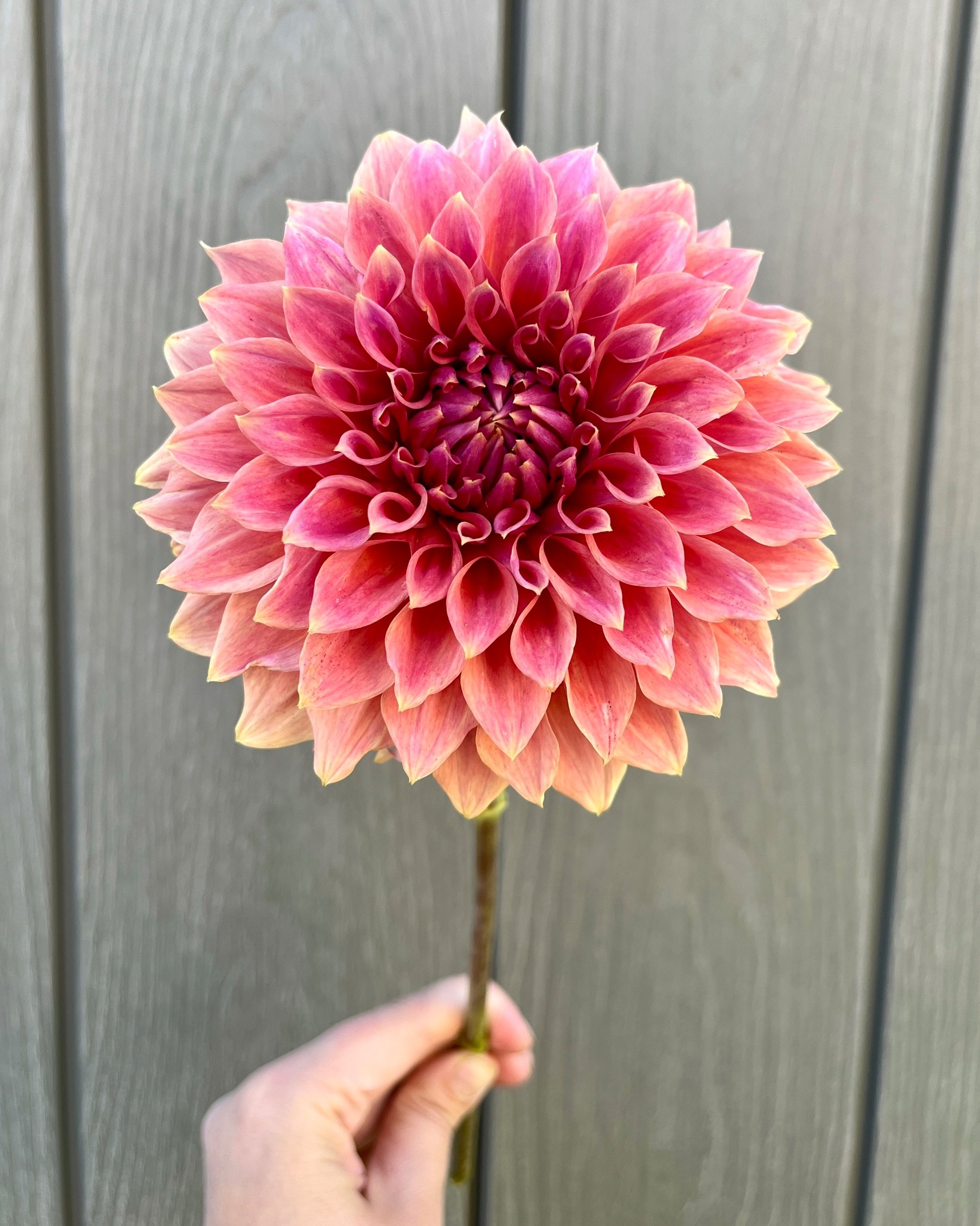 Orange Globe Dahlia: Smokey Orange Rust Flower