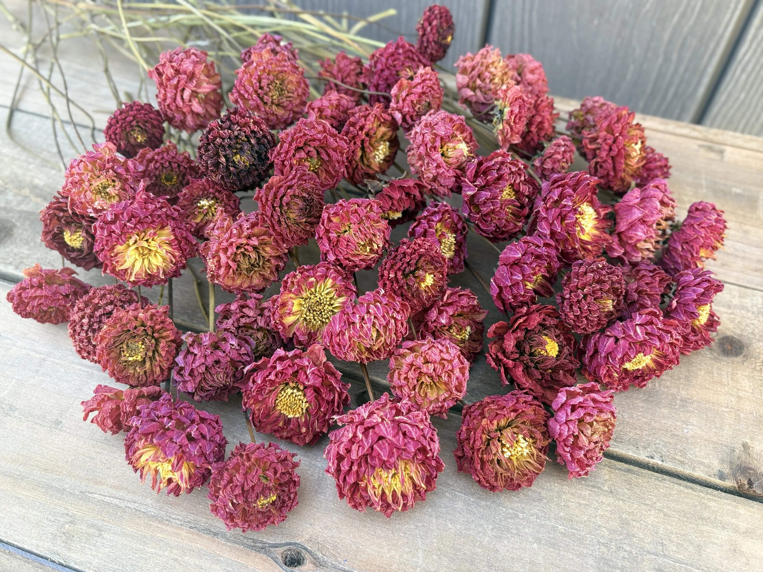 Red Dried Dahlia Flowers