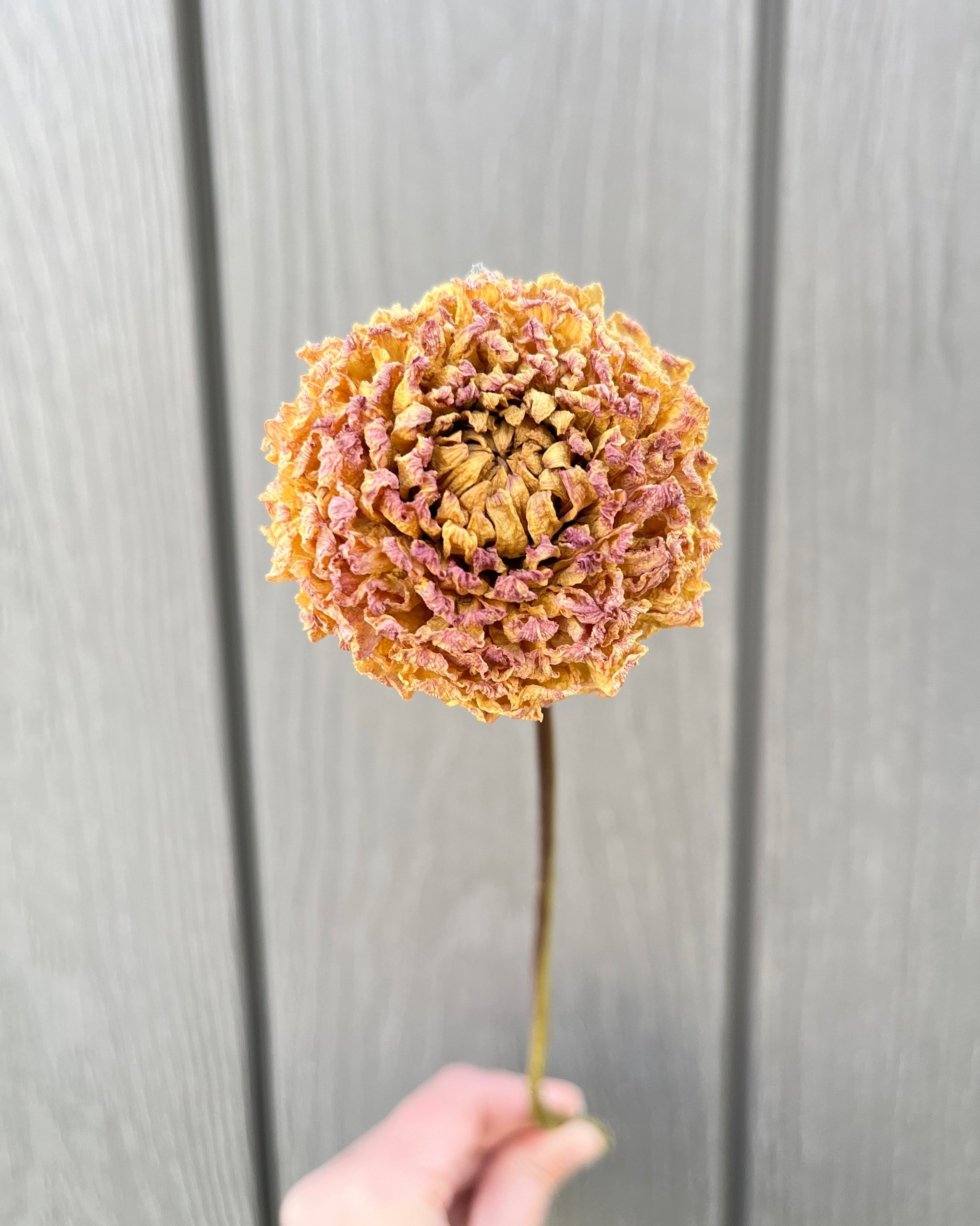 Golden Yellow Beige Dried Dahlia Flower