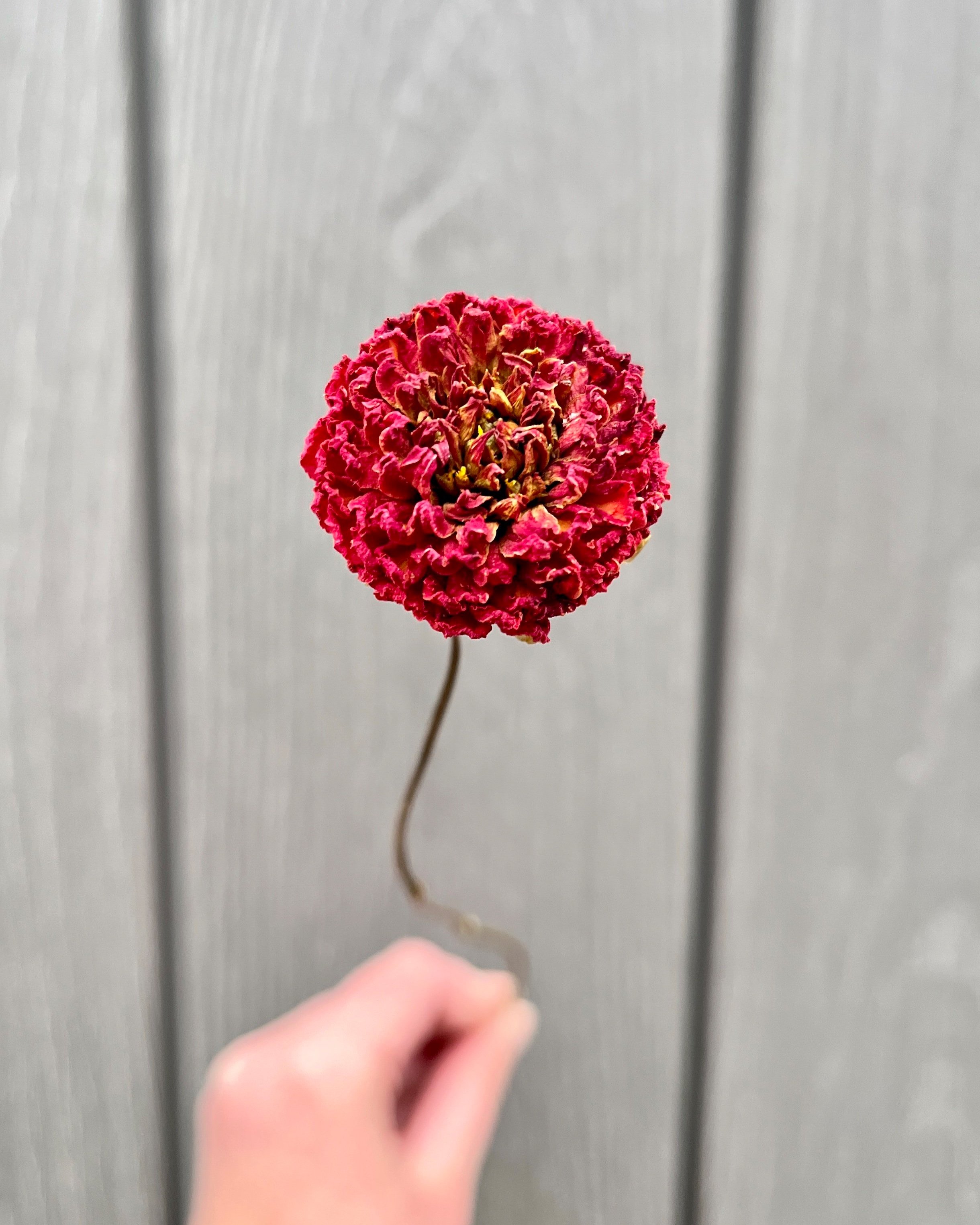 Red Dried Dahlia Flower