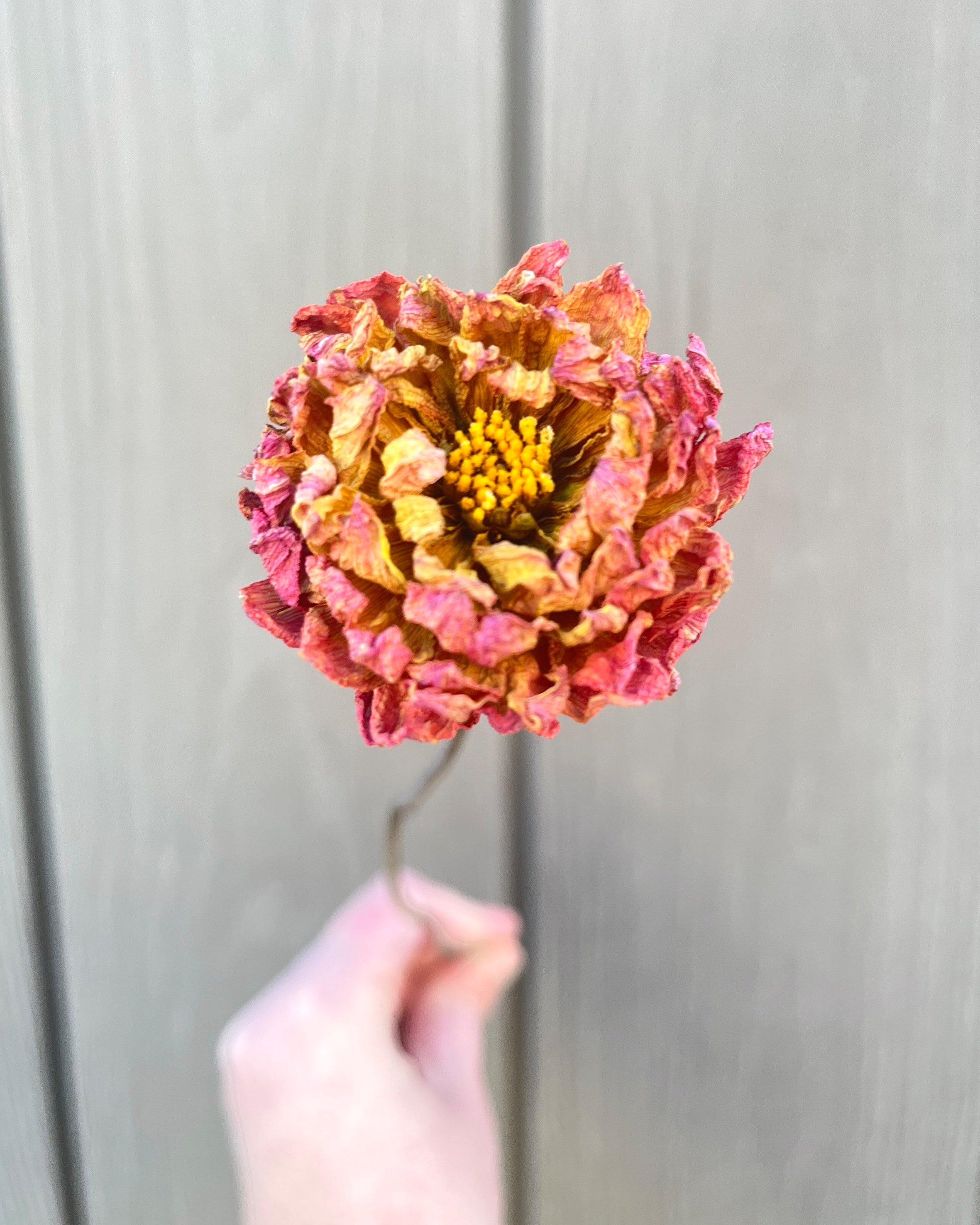 Peach Orange Dried Dahlia Flower