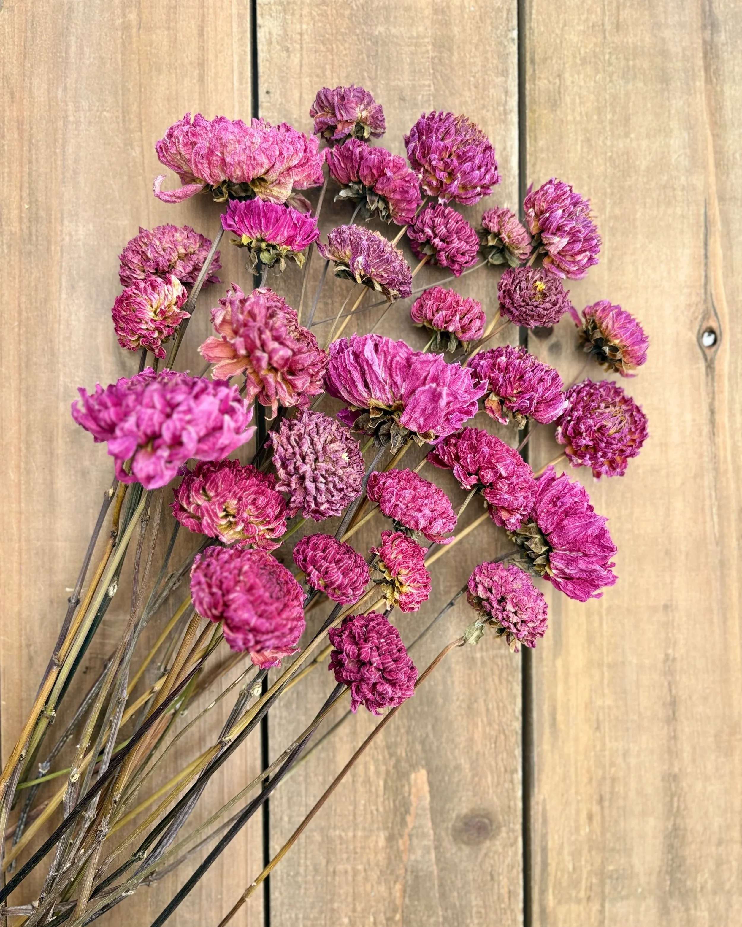 Purple Pink Dried Dahlia Flowers