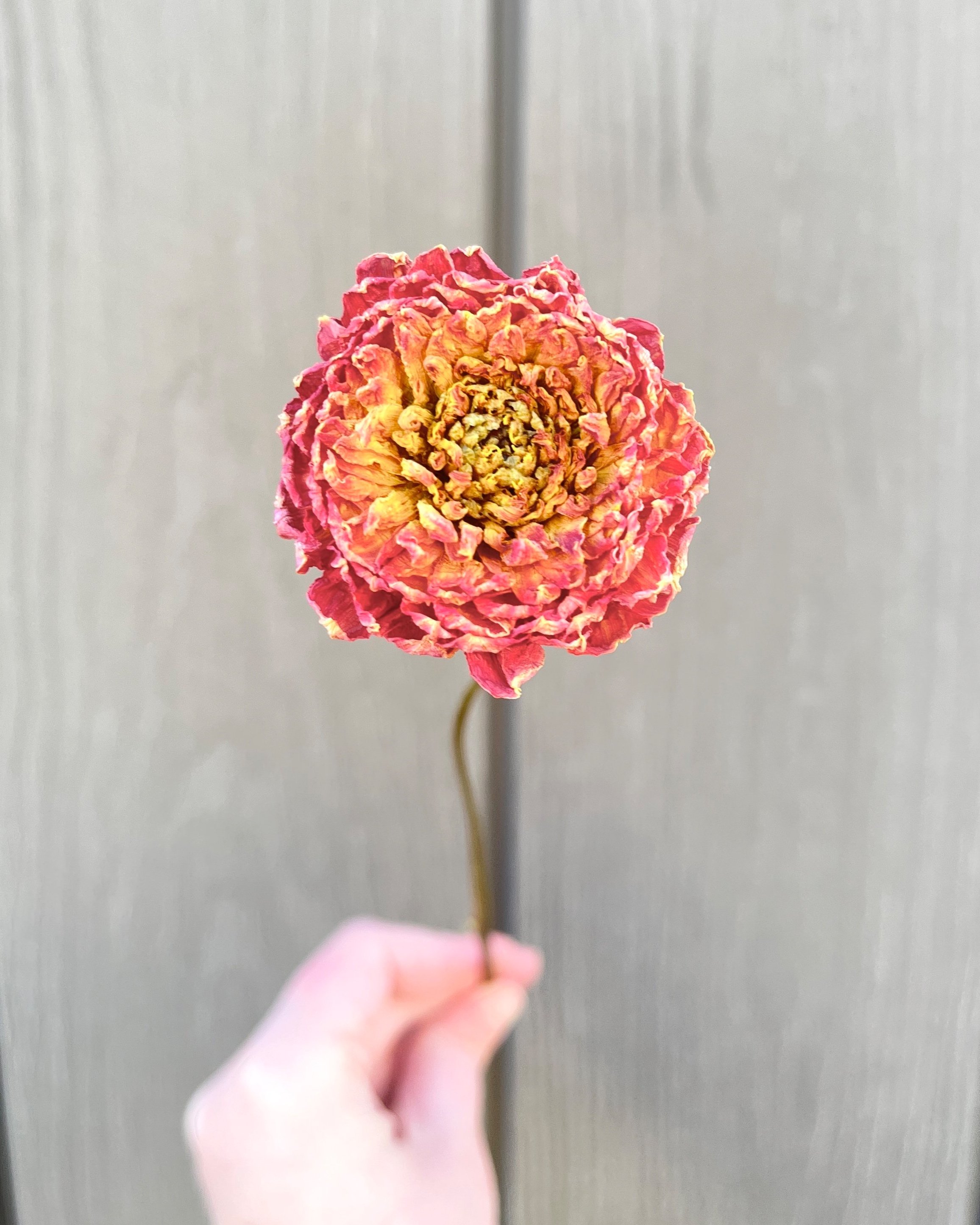 Peach Orange Dried Dahlia Flower