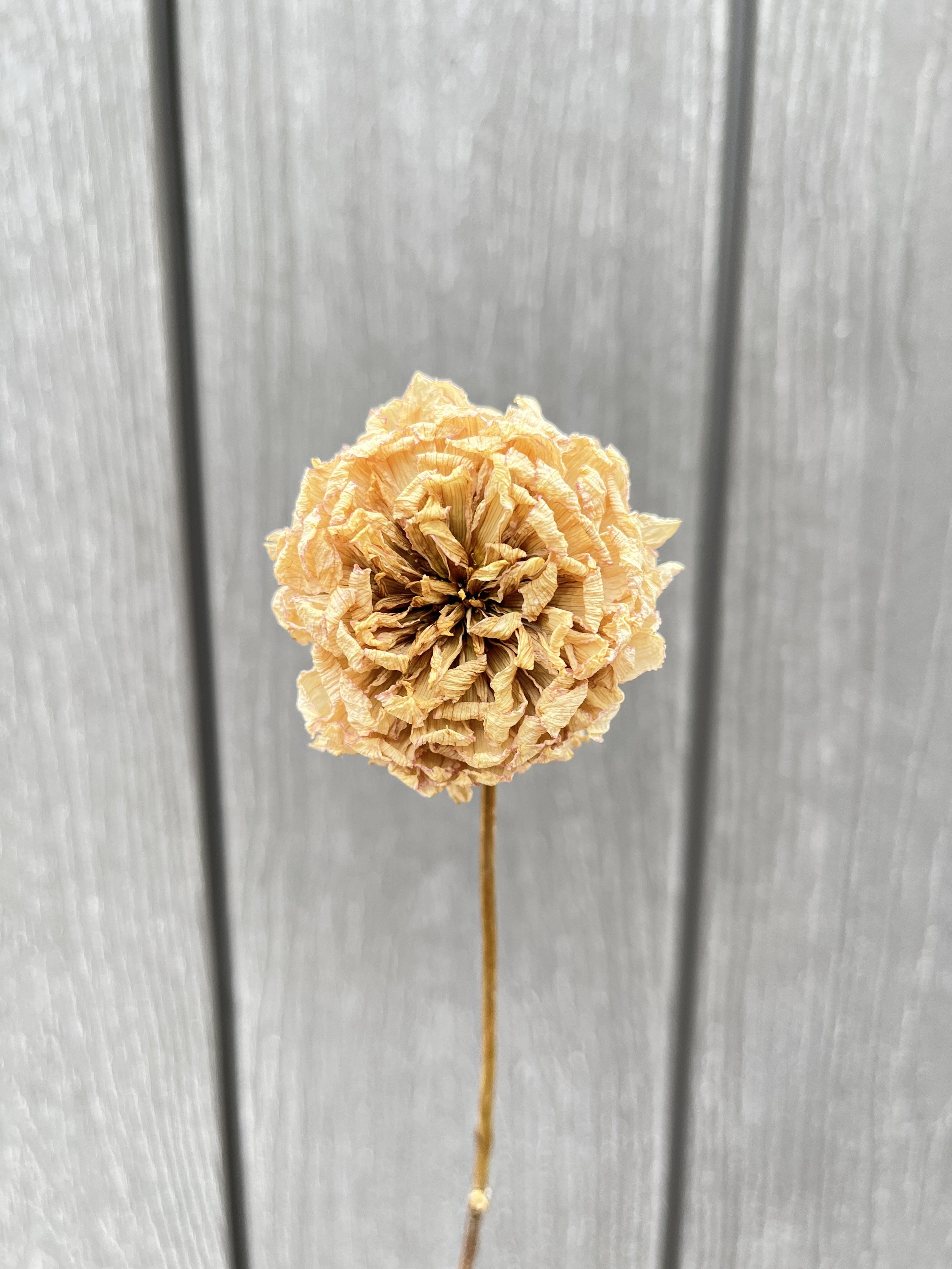 Cream Pink Dried Dahlia Flower