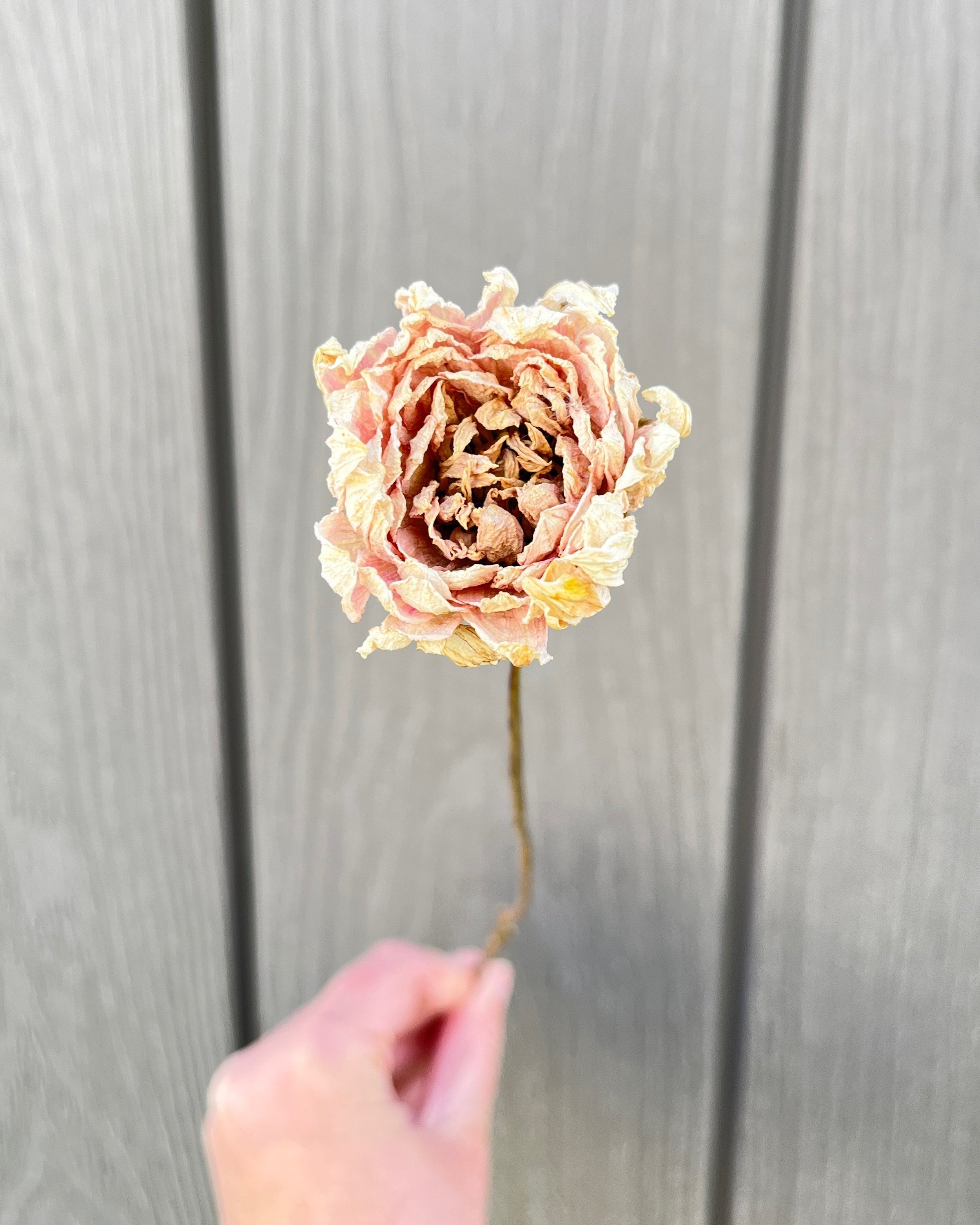 Cream Pink Dried Dahlia Flower