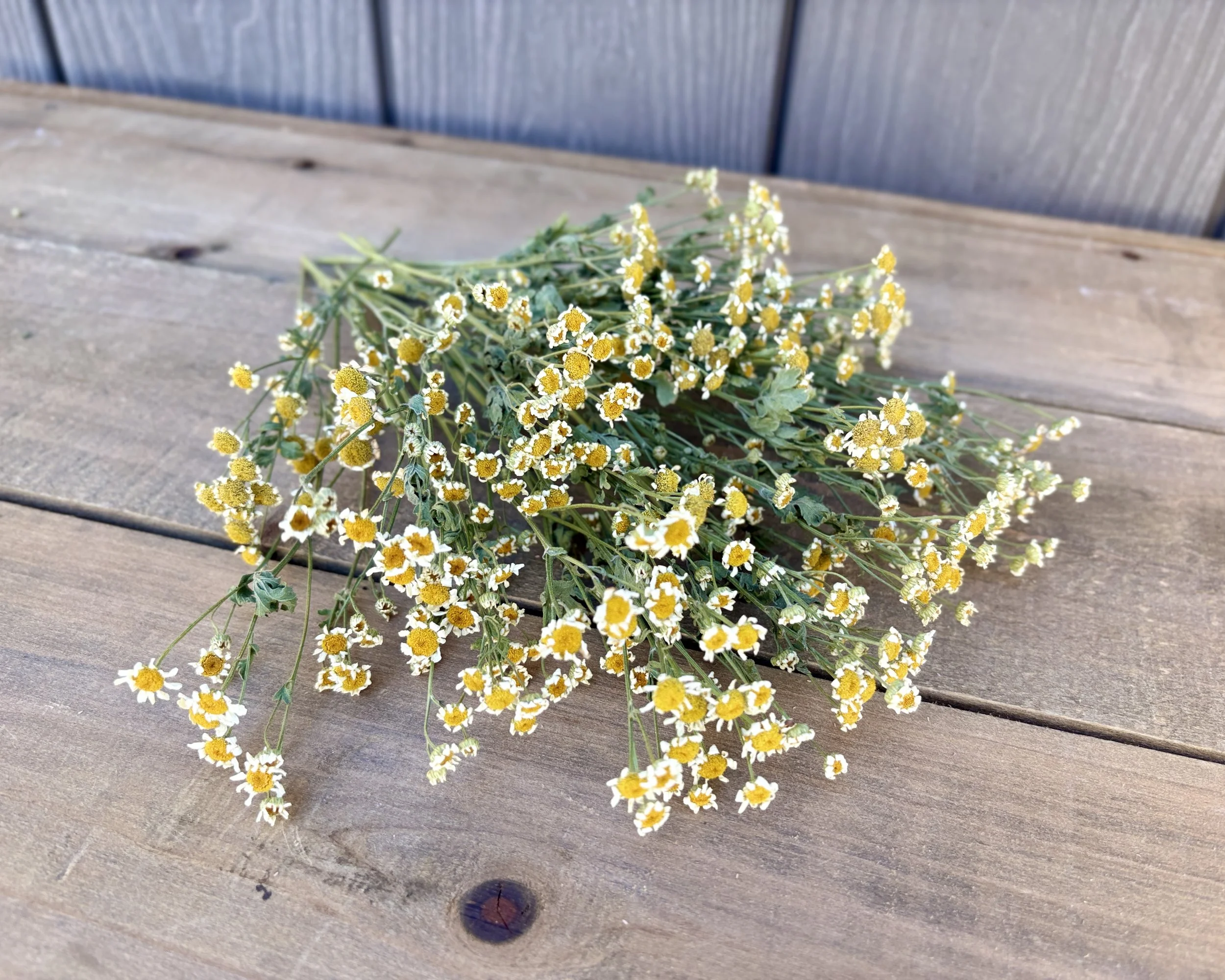 Dried Feverfew Matricaria White and Yellow Flowers