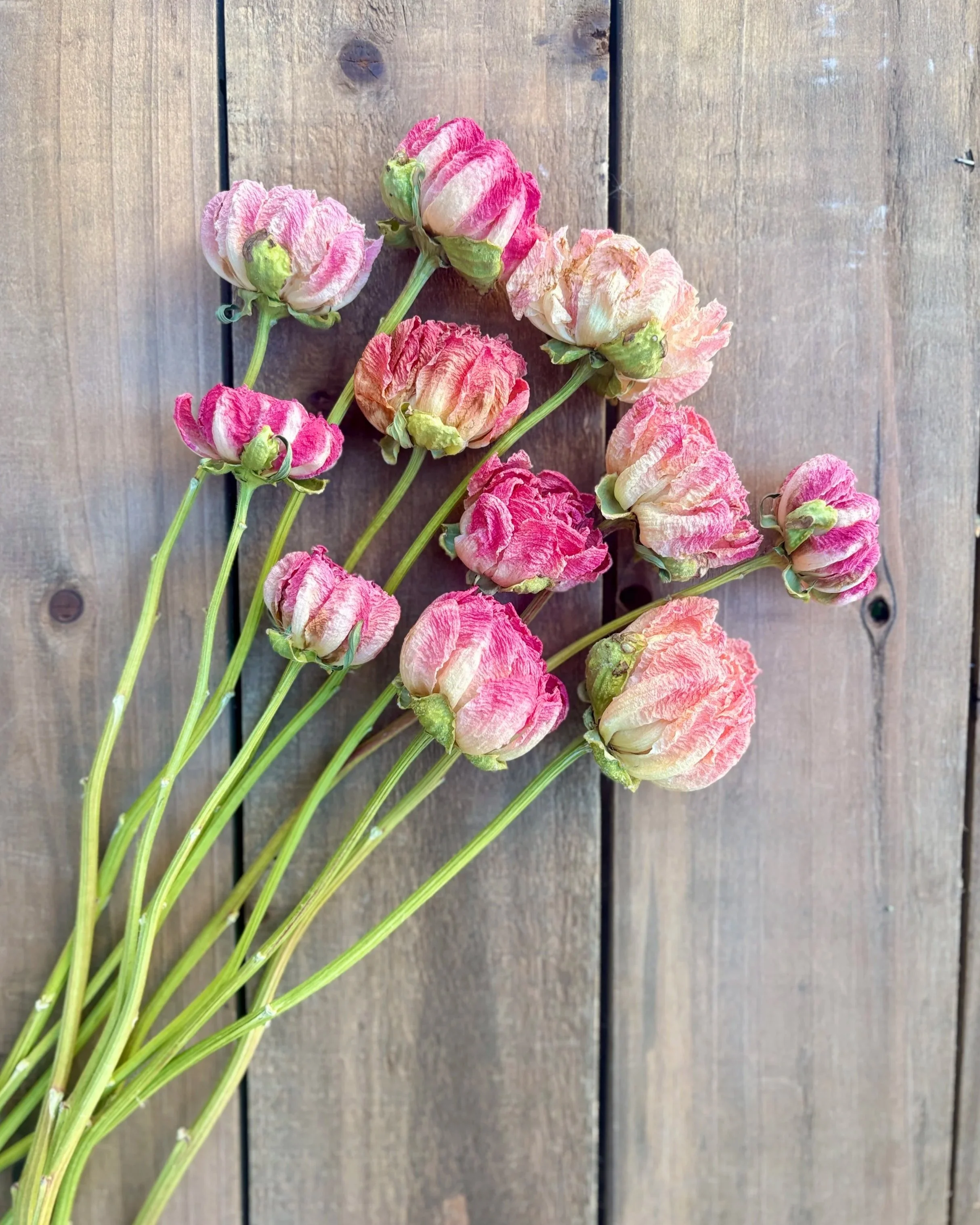 Dried Peony Flowers in Coral, Peach