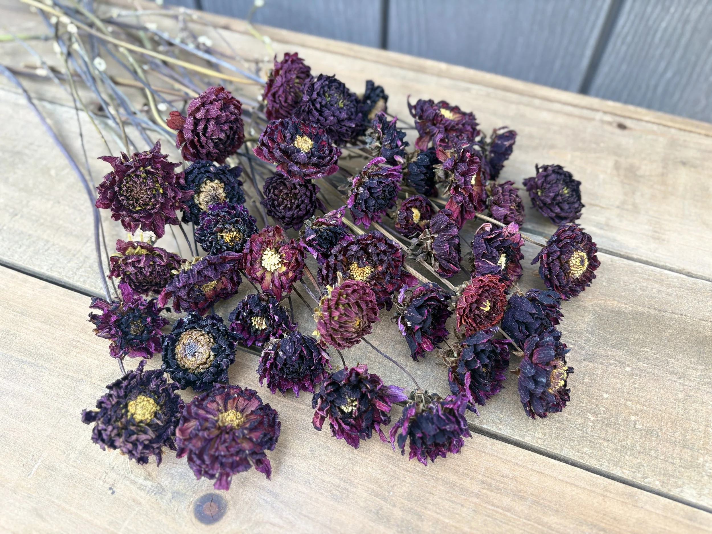 Burgundy, Deep Purple, Dark Red Dried Dahlia Flowers