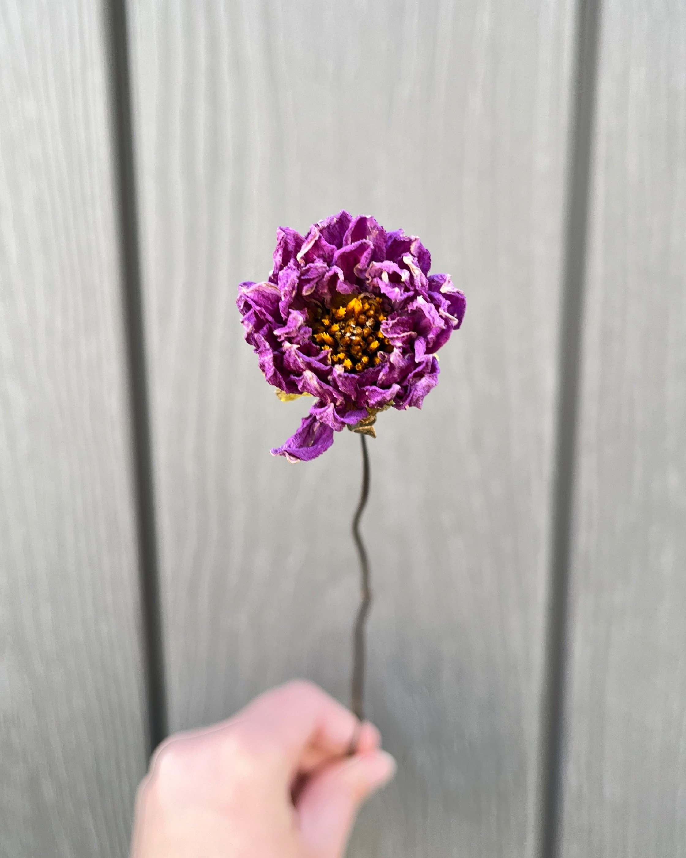 Violet Purple Dried Dahlia Flower