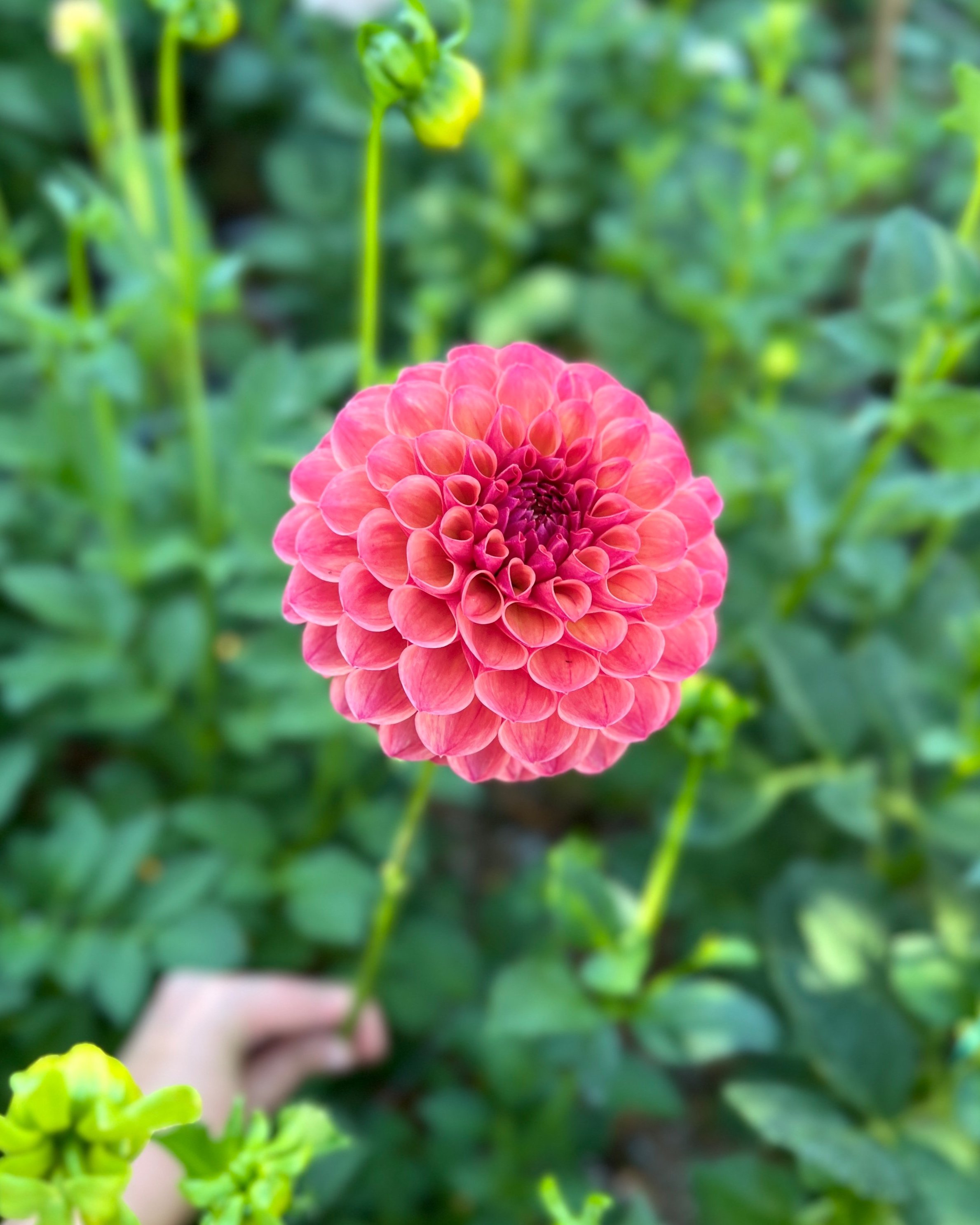 Robin Hood Dahlia: a orange, red ball dahlia flower