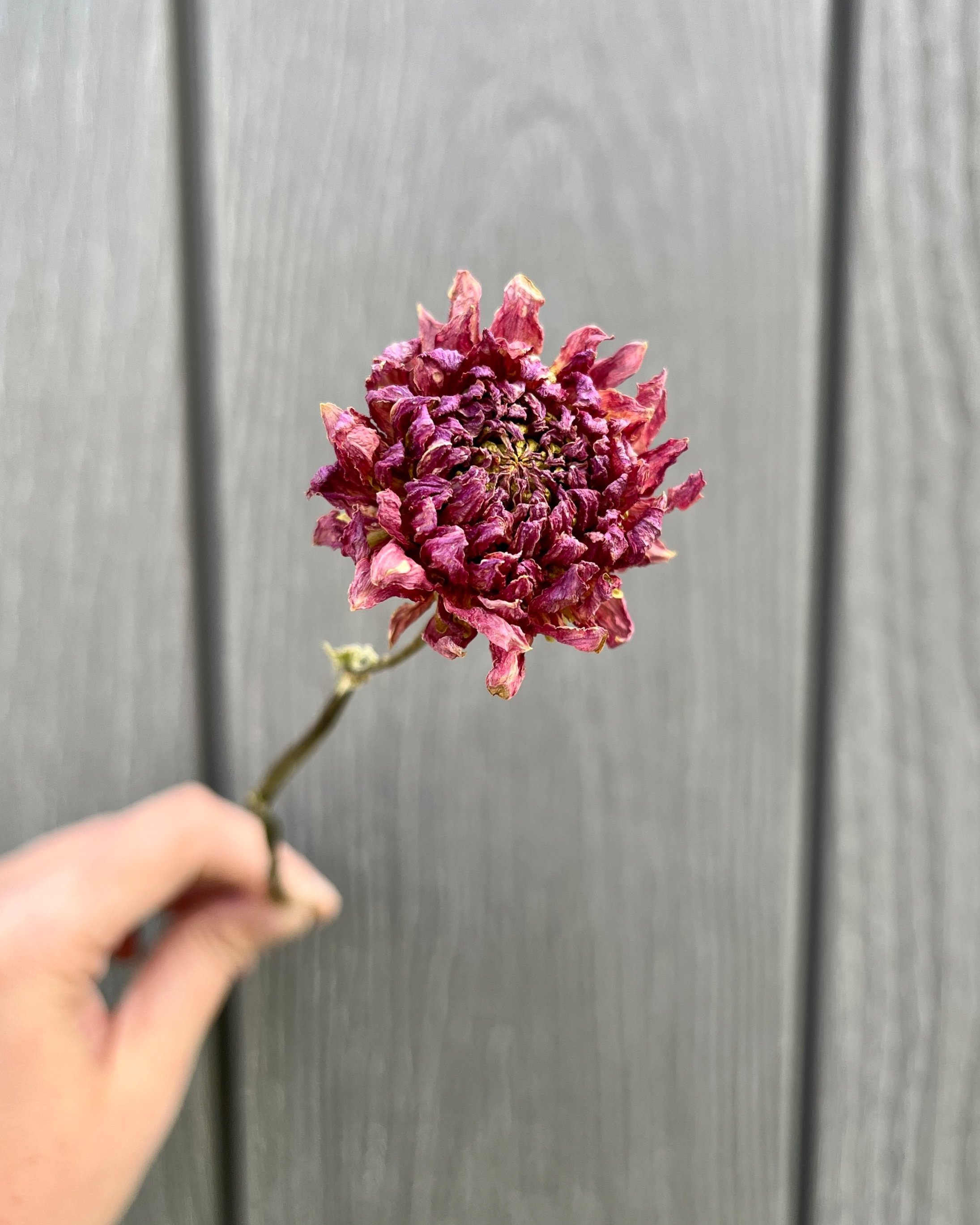 Pink Purple Dried Dahlia Flower