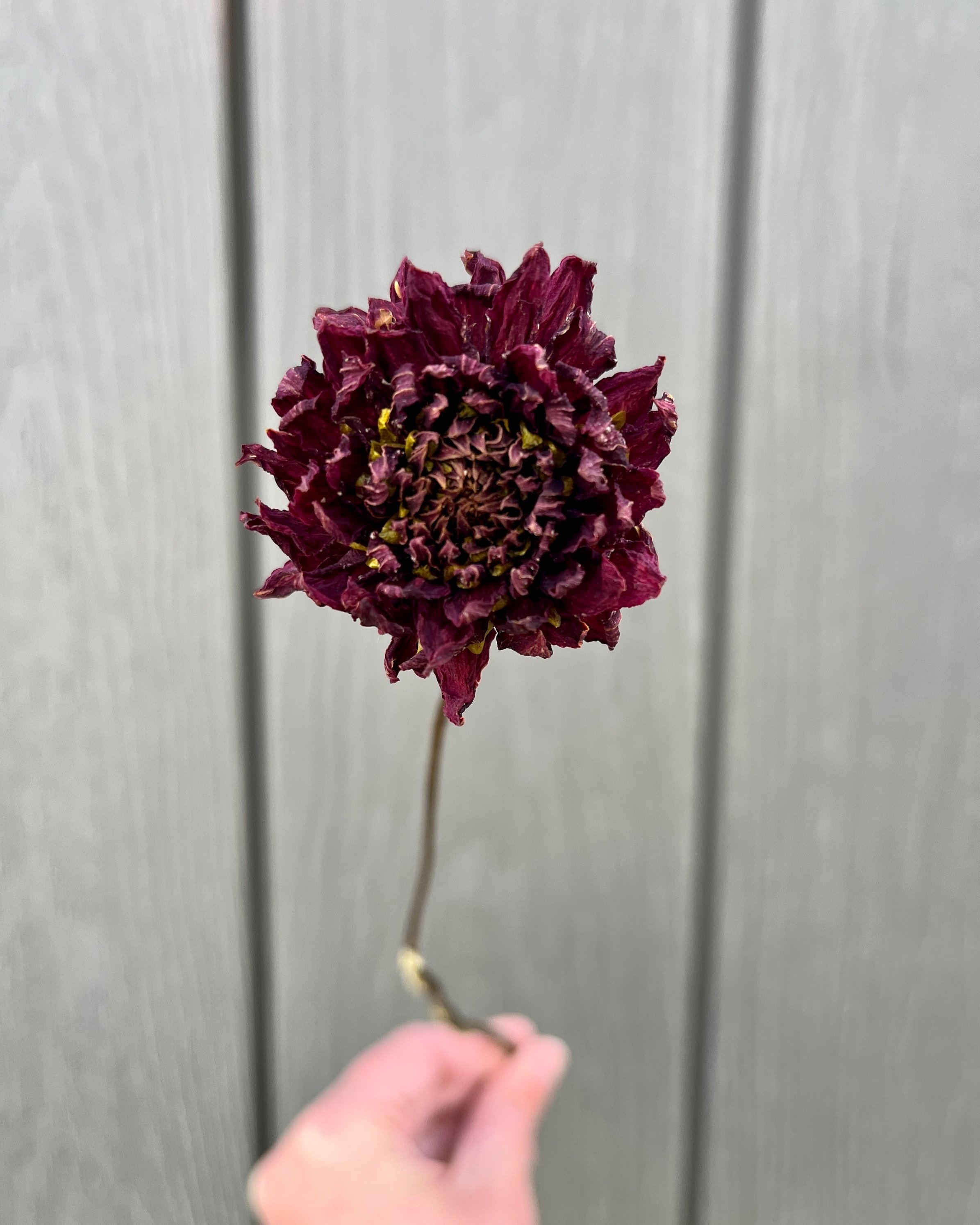 Dark Red Burgundy Dried Dahlia Flower