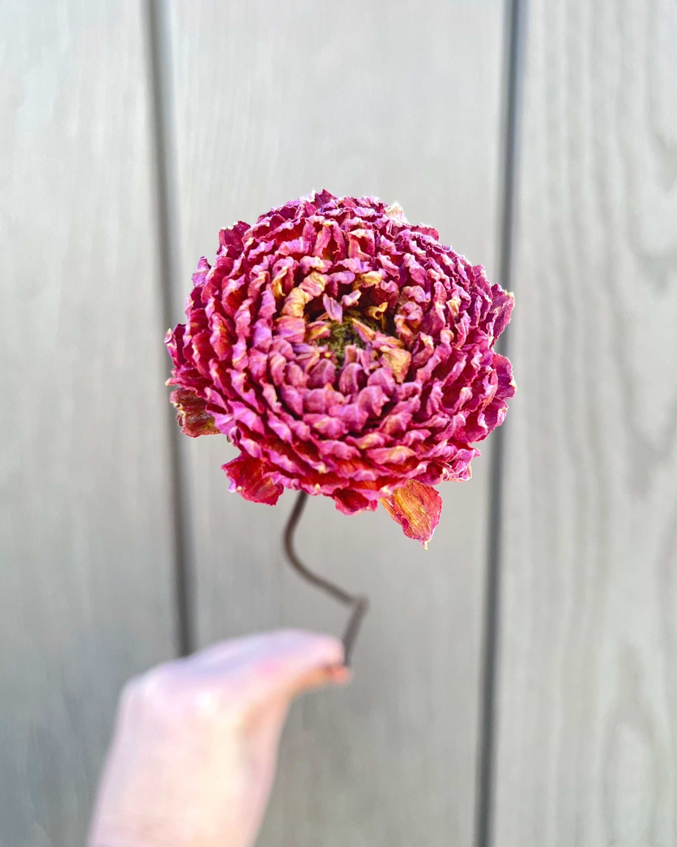 Purple Pink Dried Dahlia Flower