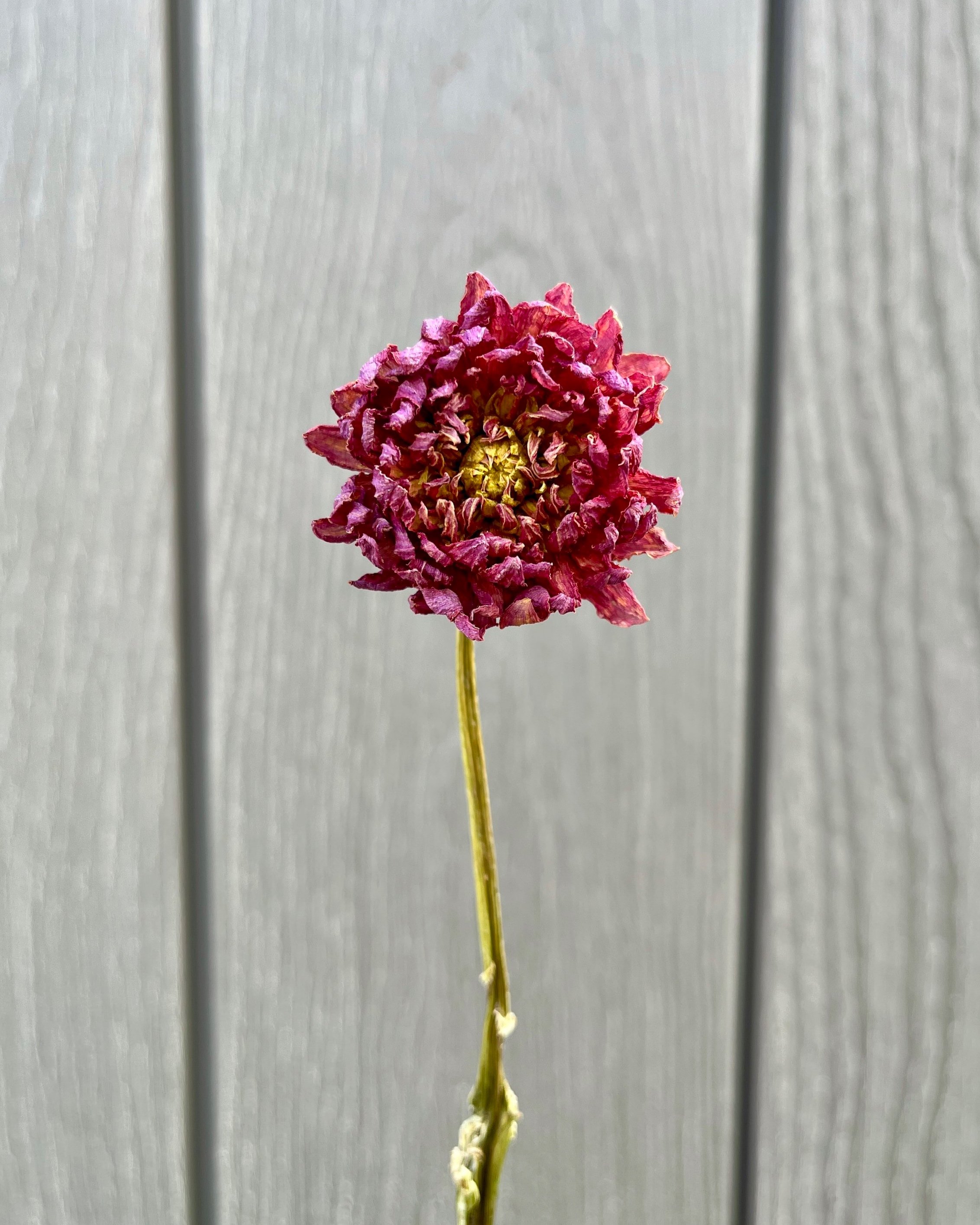 Pink Purple Dried Dahlia Flower