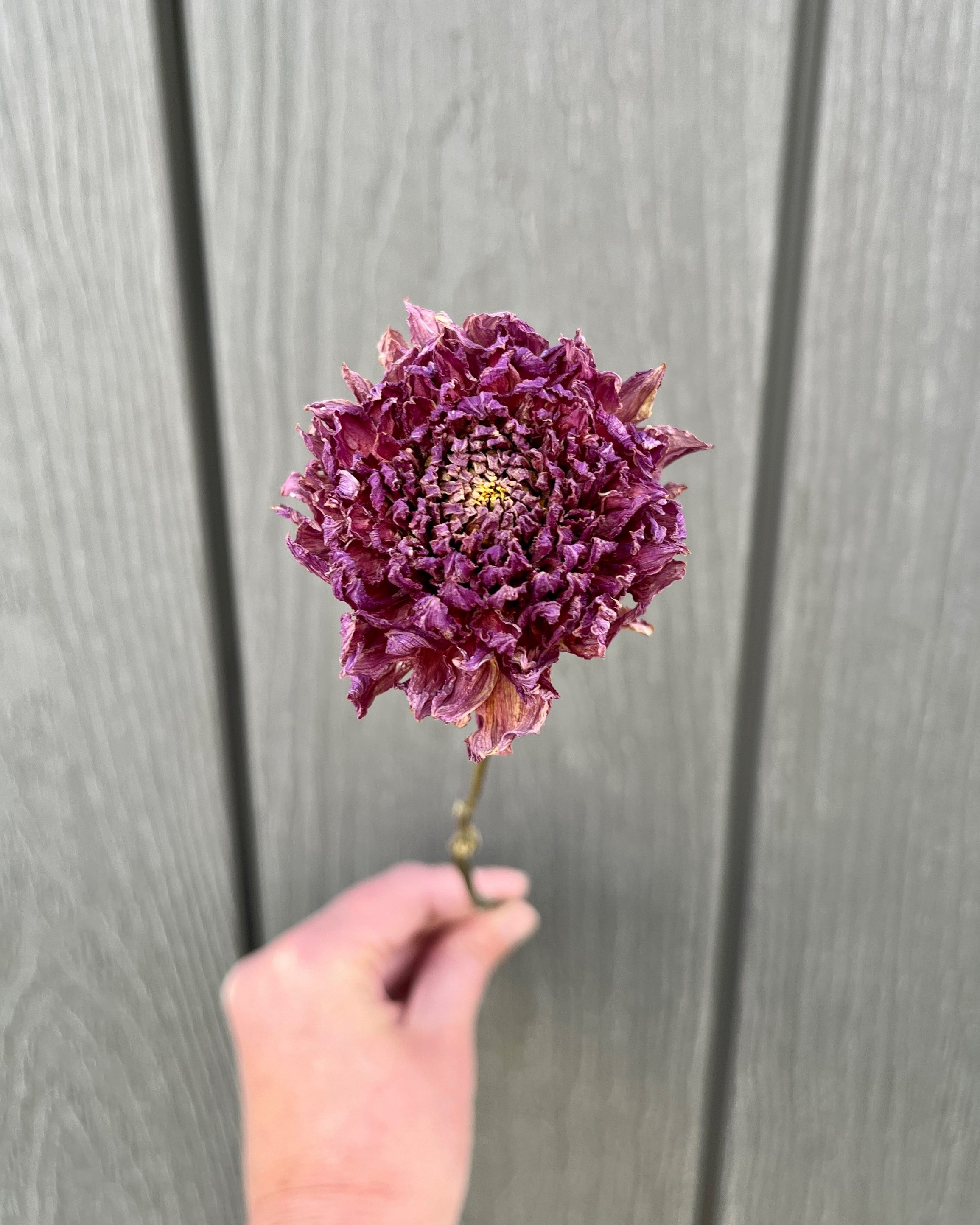Purple Dried Dahlia Flower