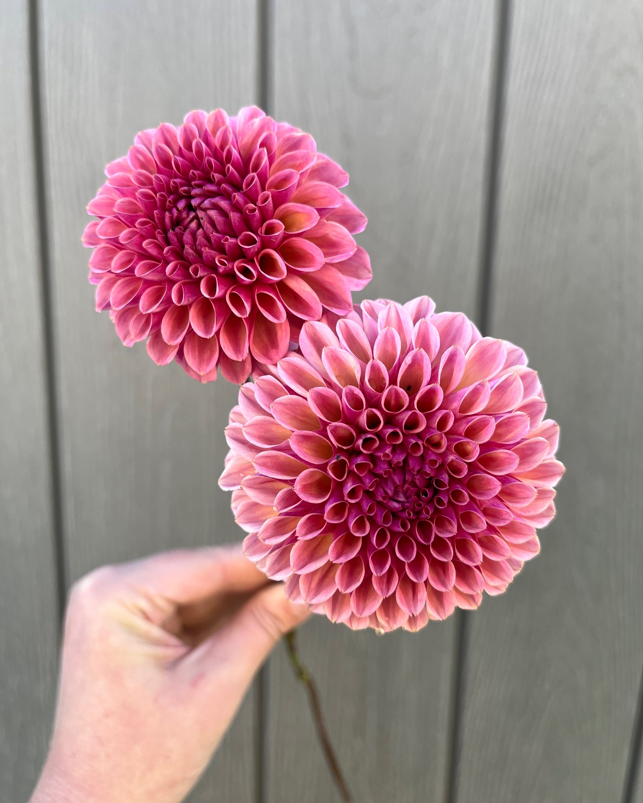 Bracken Rose Dahlia: a smokey rose pink formal decorative dahlia flower