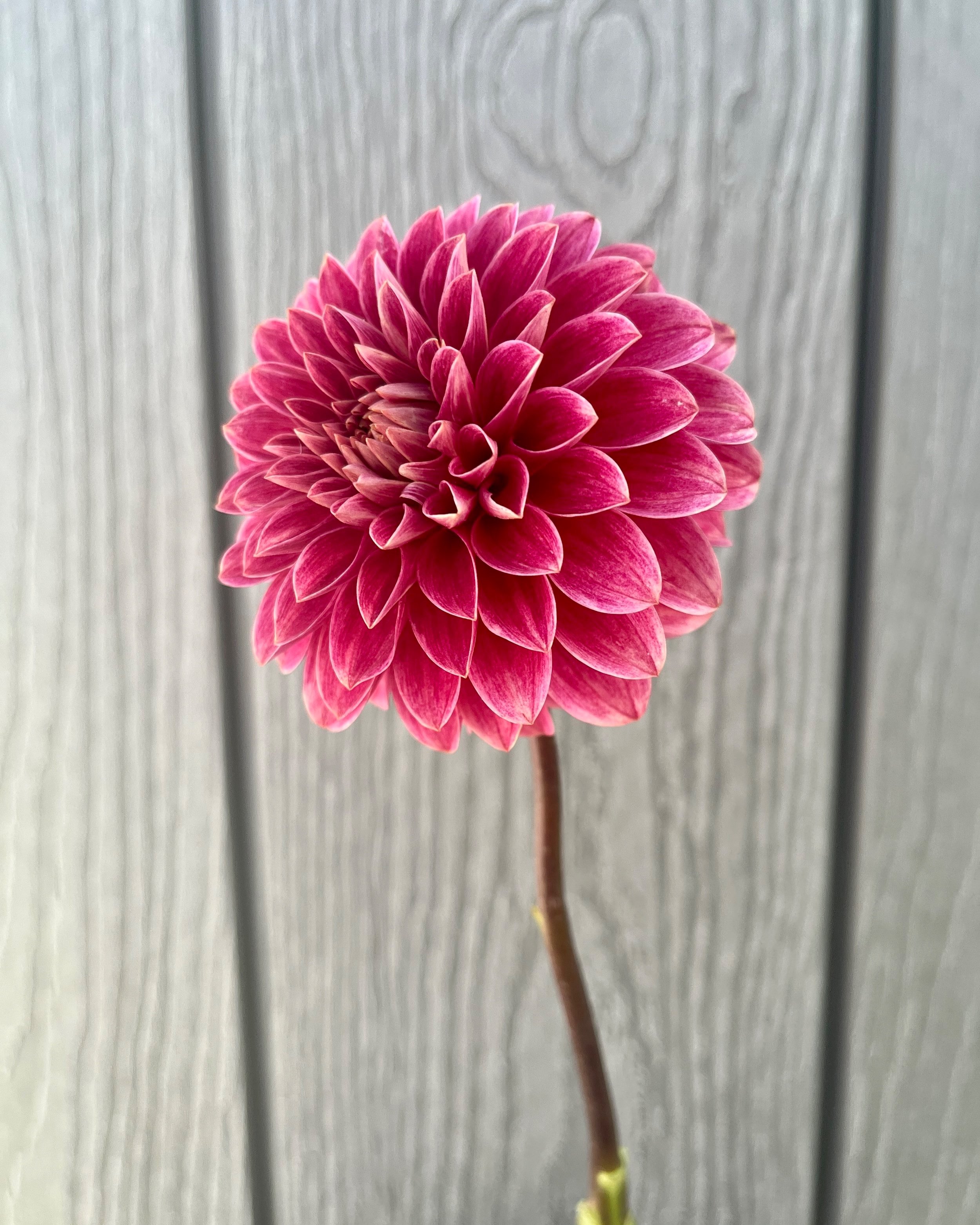 KA's Rosie Jo™ Dahlia: a raspberry red formal decorative dahlia flower