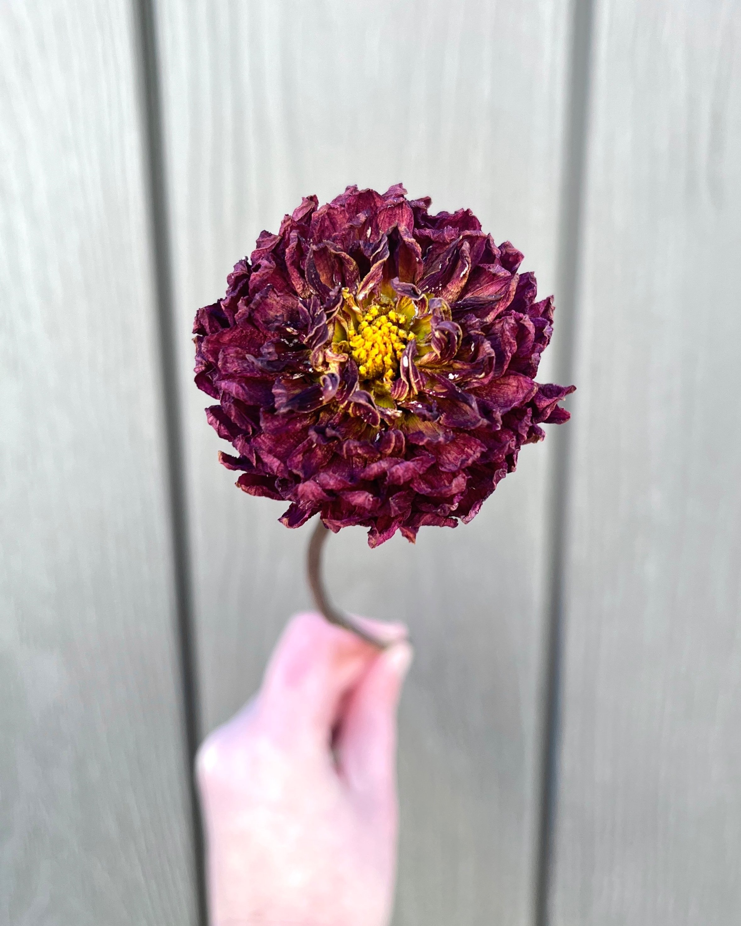 Burgundy Red Purple Dried Dahlia Flower