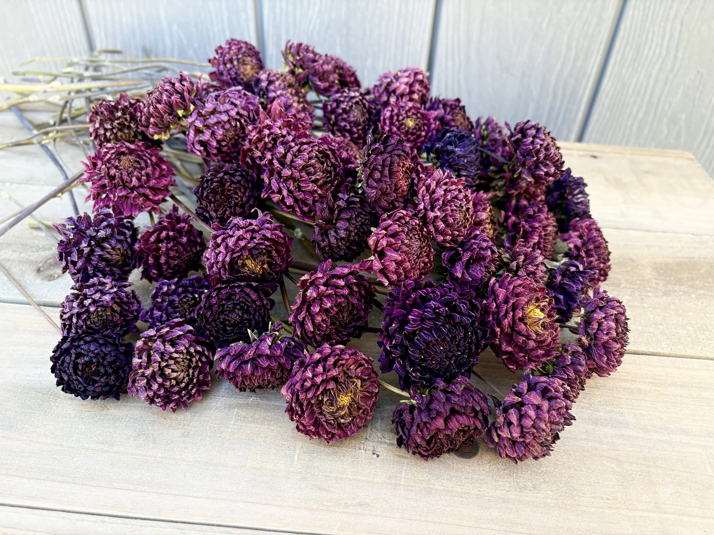 Burgundy, Deep Purple, Dark Red Dried Dahlia Flowers