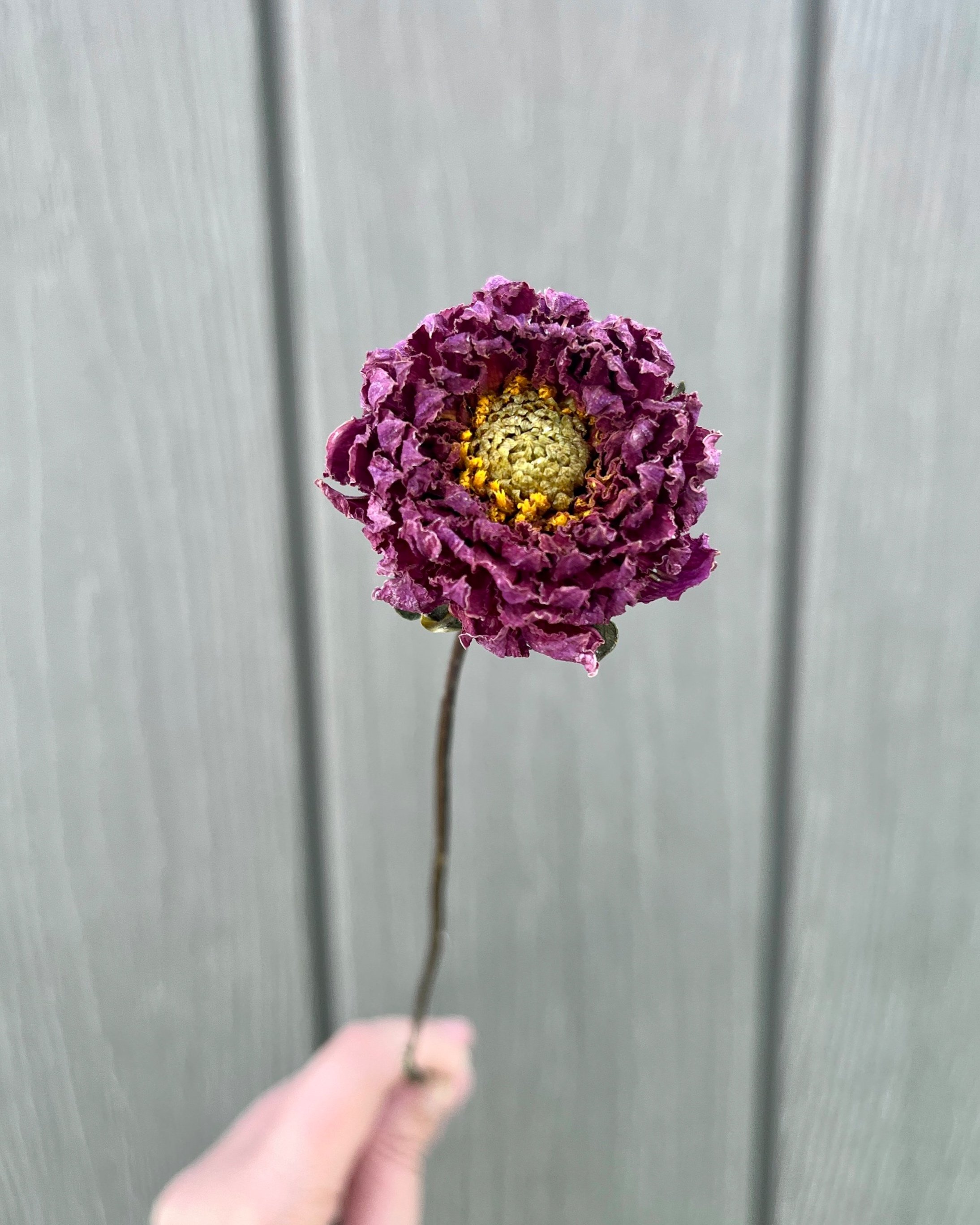 Purple Dried Dahlia Flower