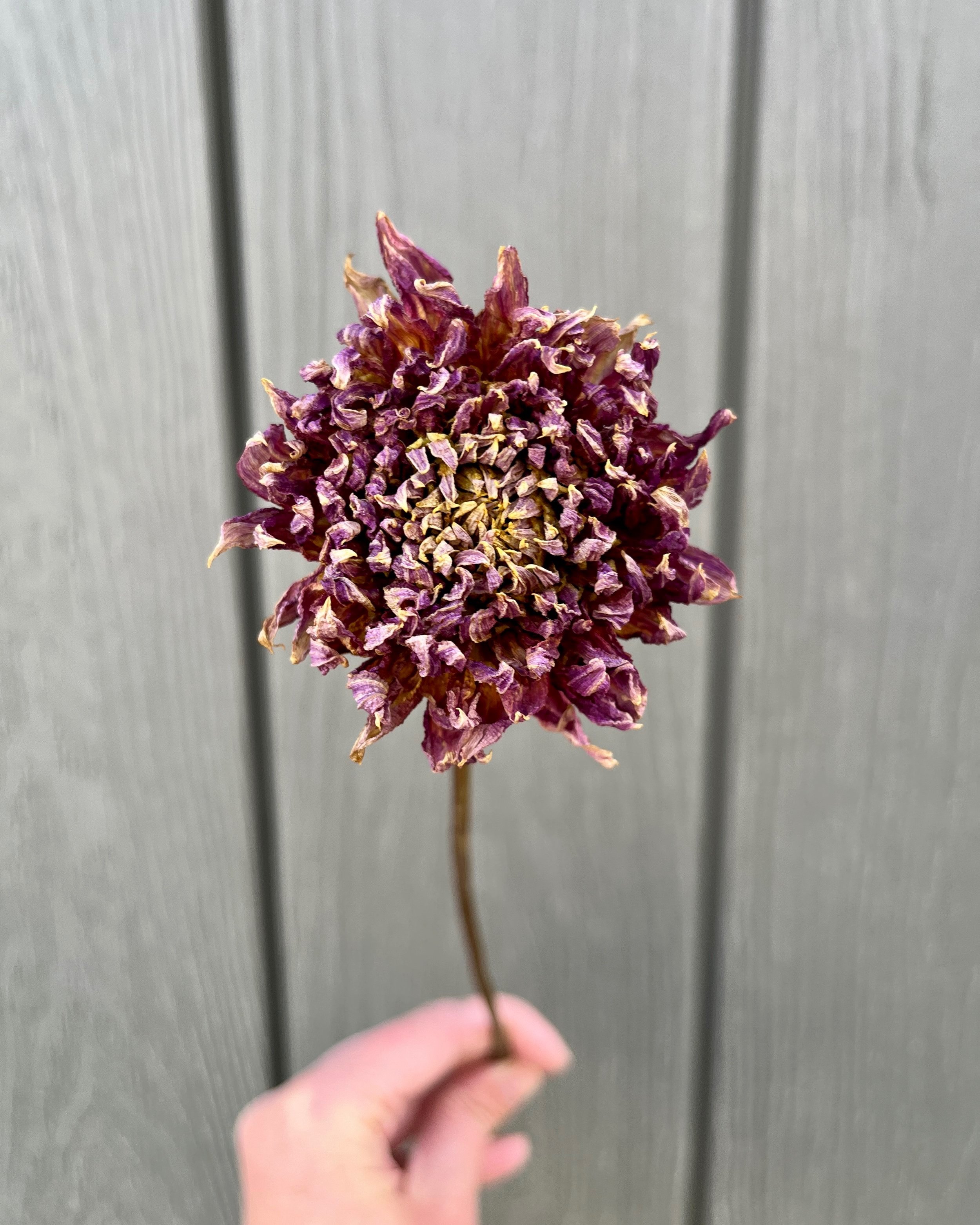 Purple Dried Dahlia Flower