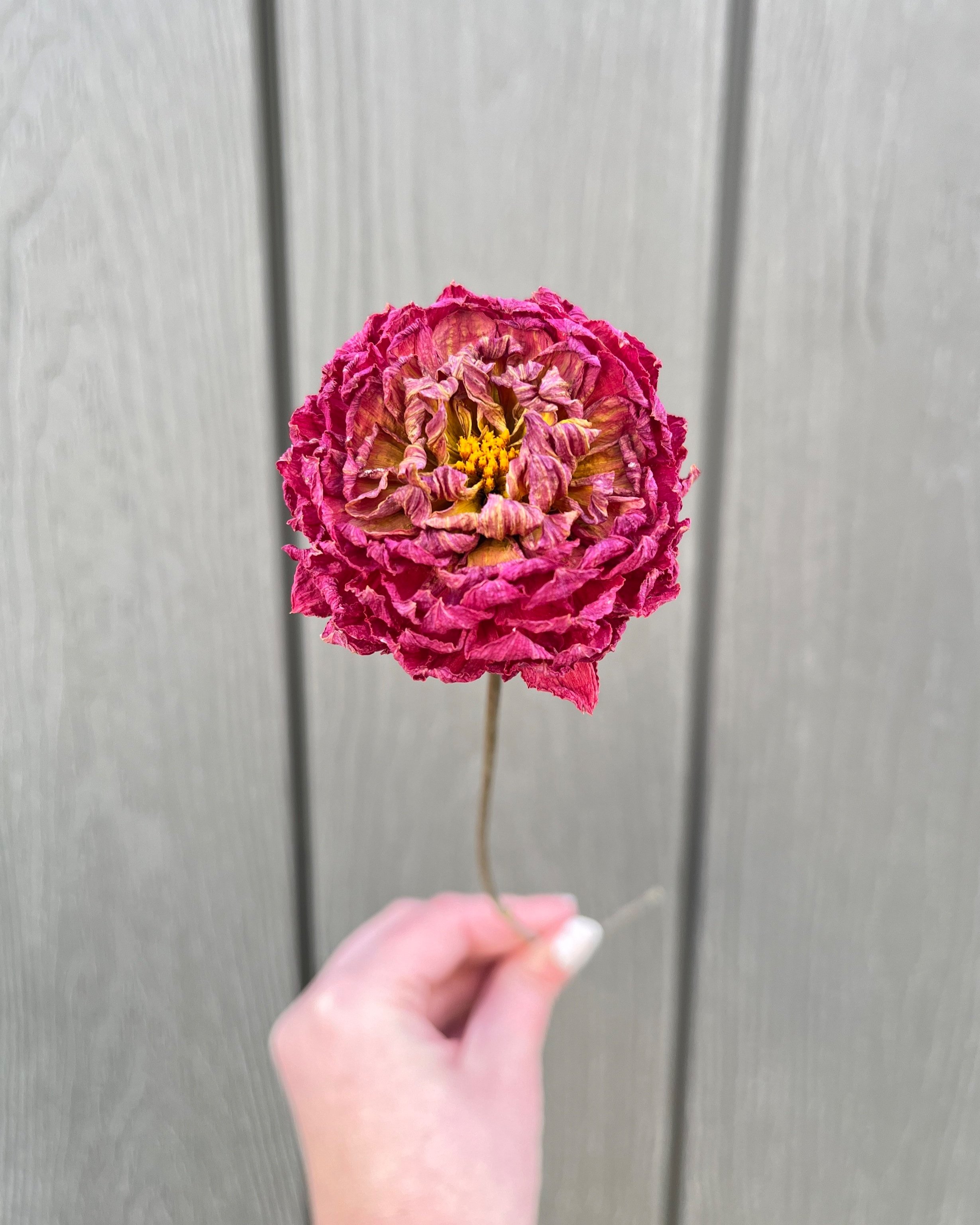 Fuchsia Pink Dried Dahlia Flower