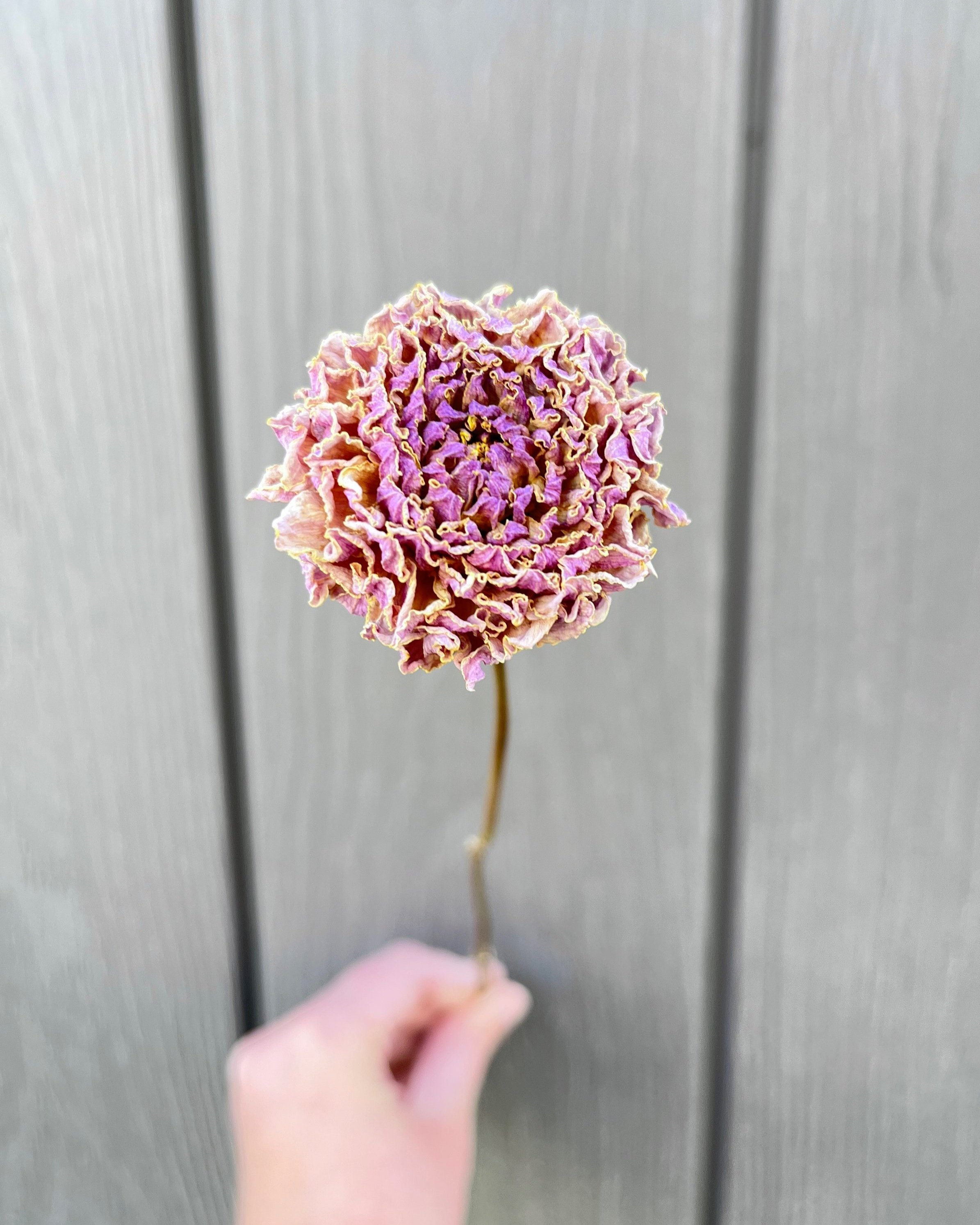 Lavender Purple Pink Dried Dahlia Flower
