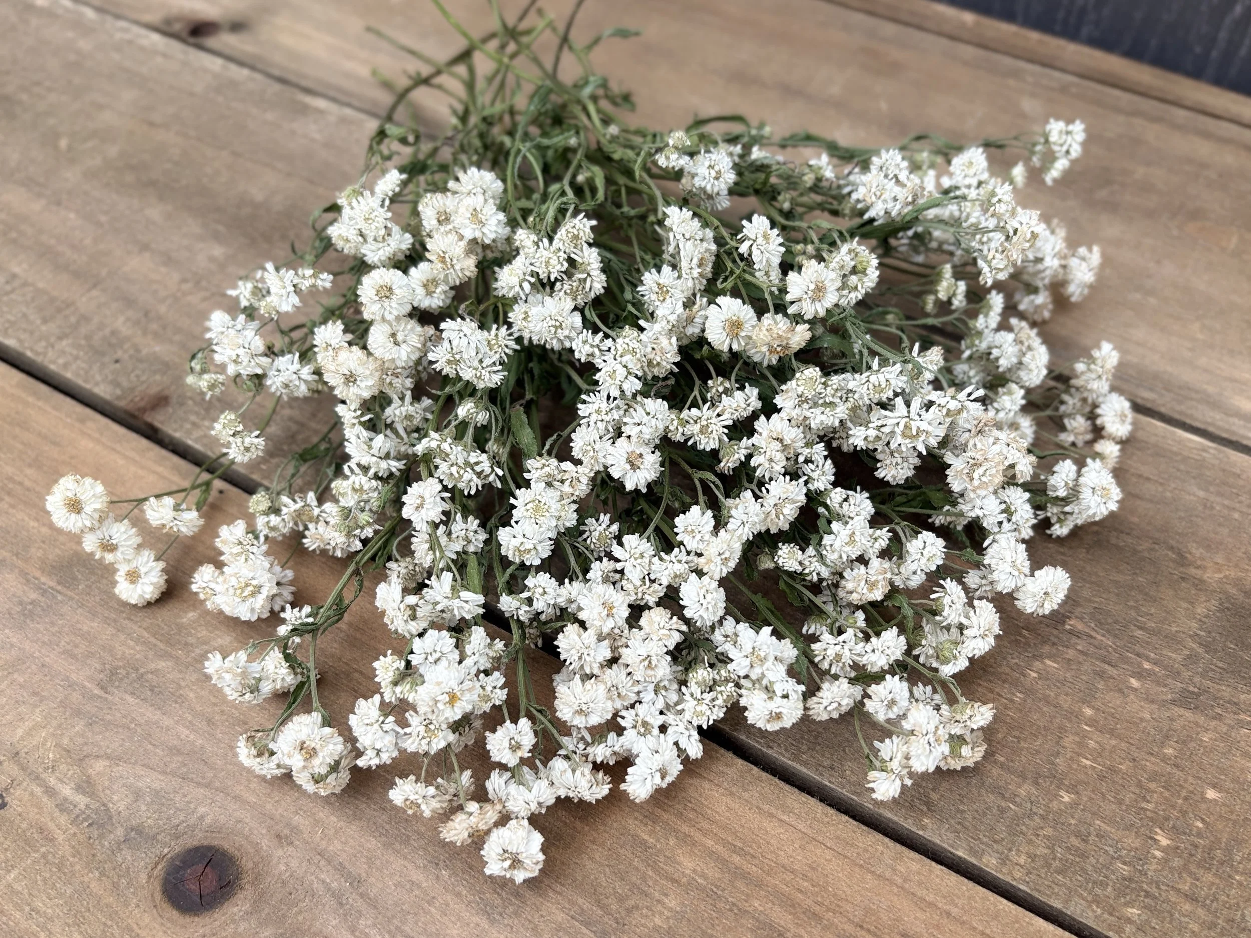 Dried Peter Cottontail Yarrow Flowers