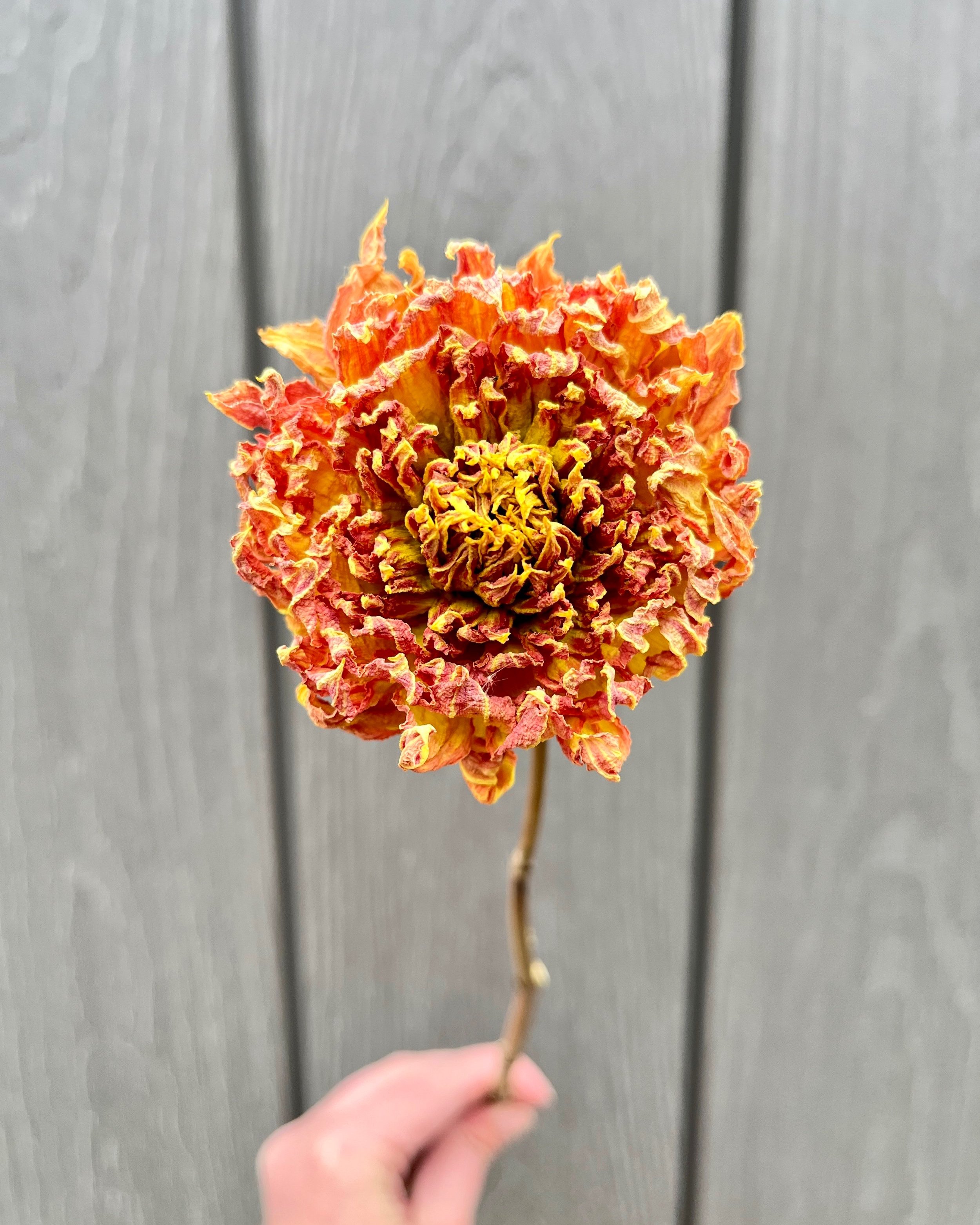 Yellow Orange Peach Dried Dahlia Flower