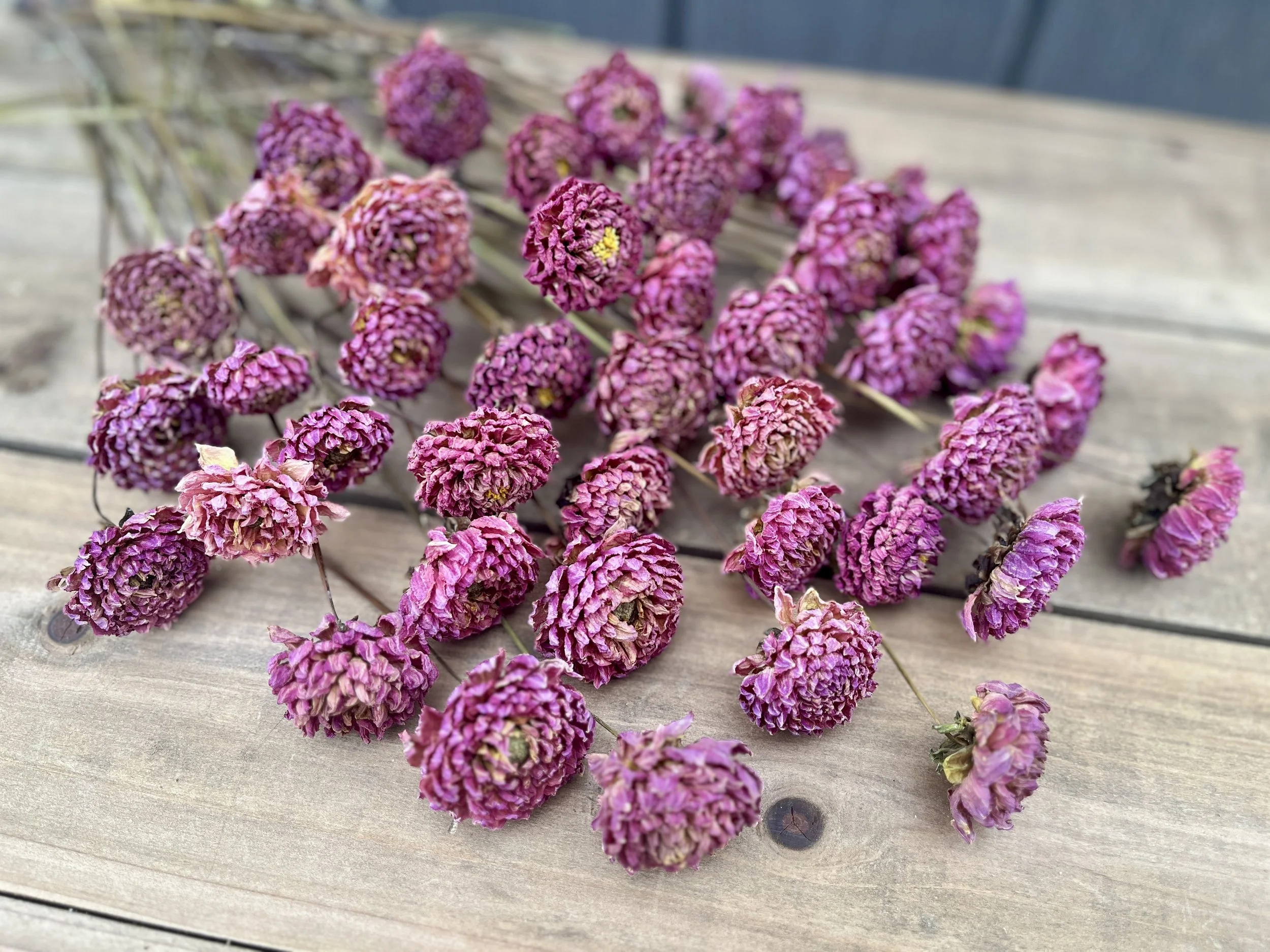 Purple Pink Dried Dahlia Flowers