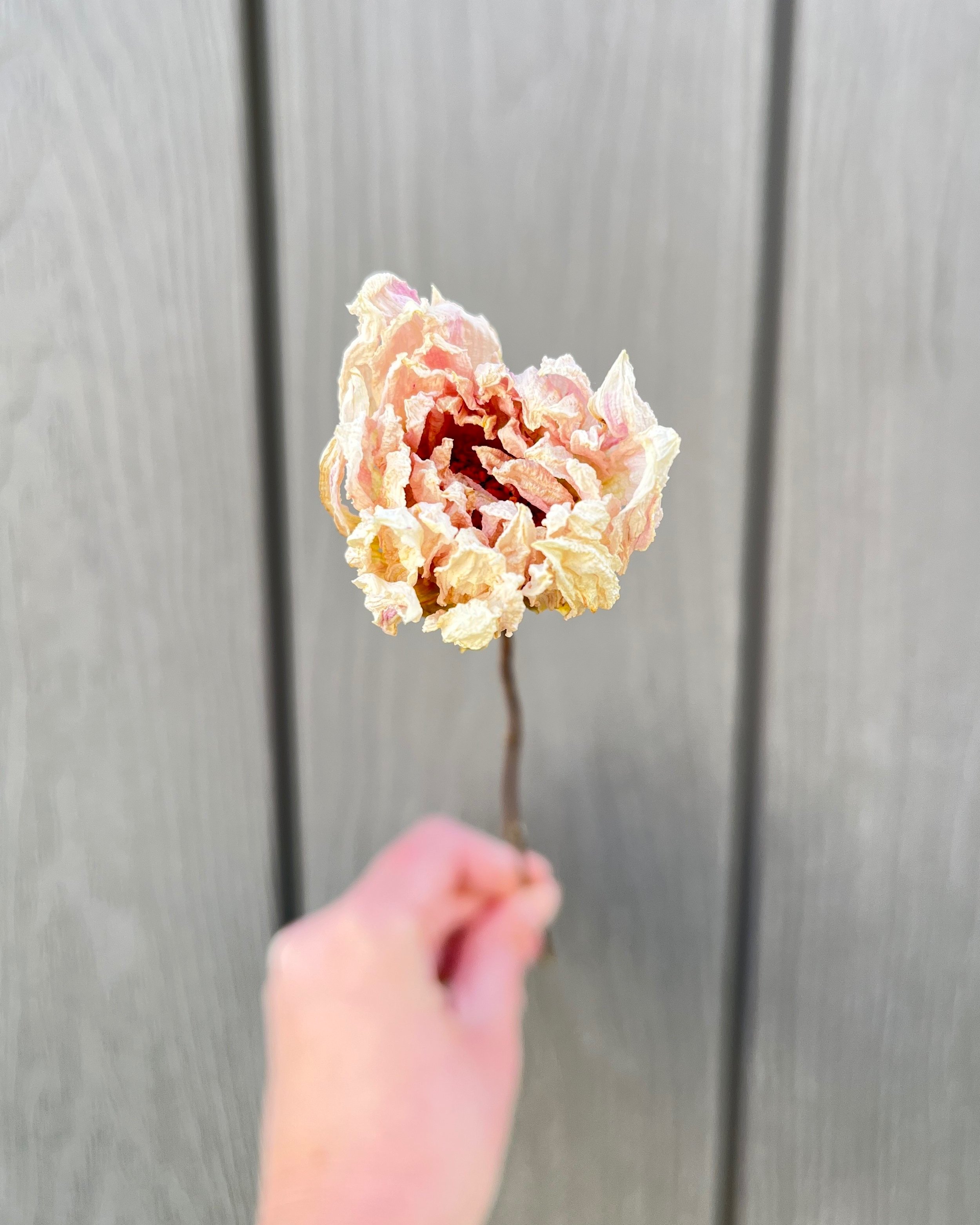 Cream Pink Dried Dahlia Flower