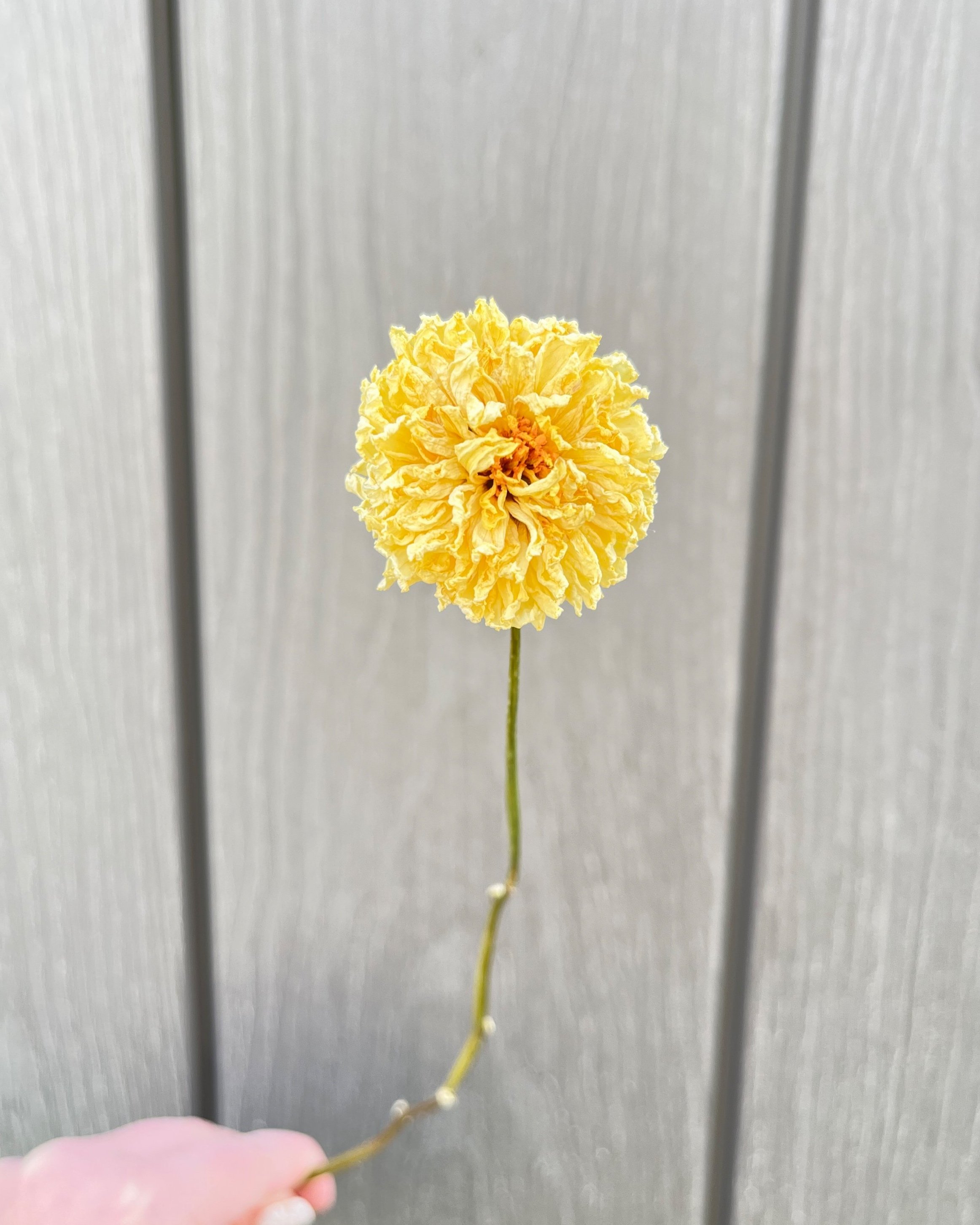 Cream Dried Dahlia Flower