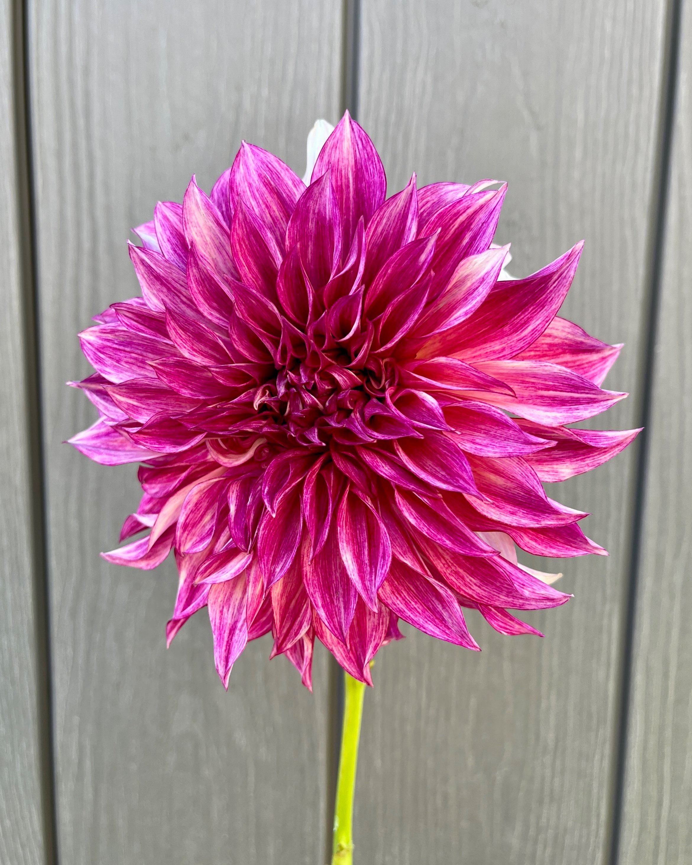 Cafe au Lait Royal: Bright Pink Purple Dahlia Flower