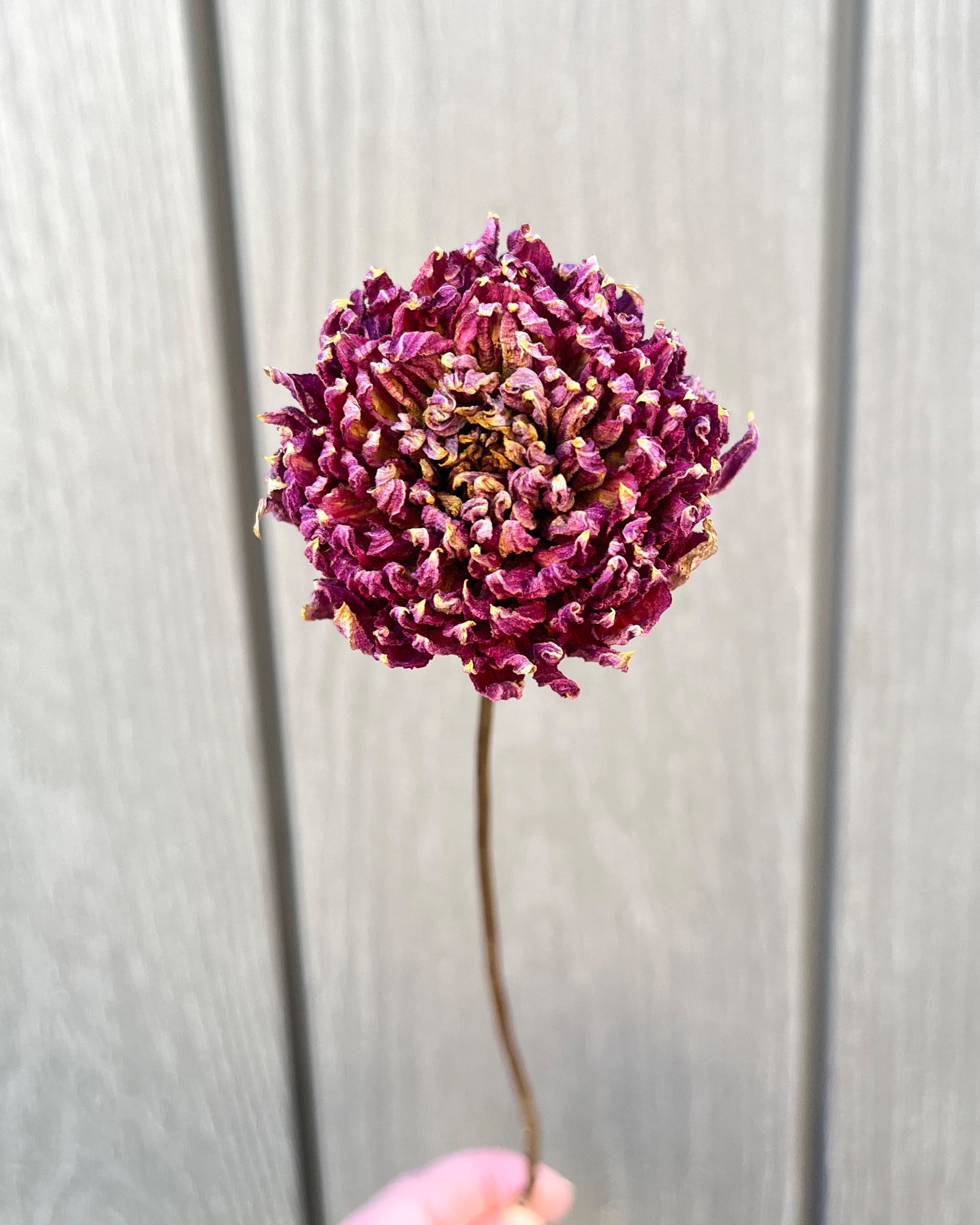 Purple Pink Dried Dahlia Flower