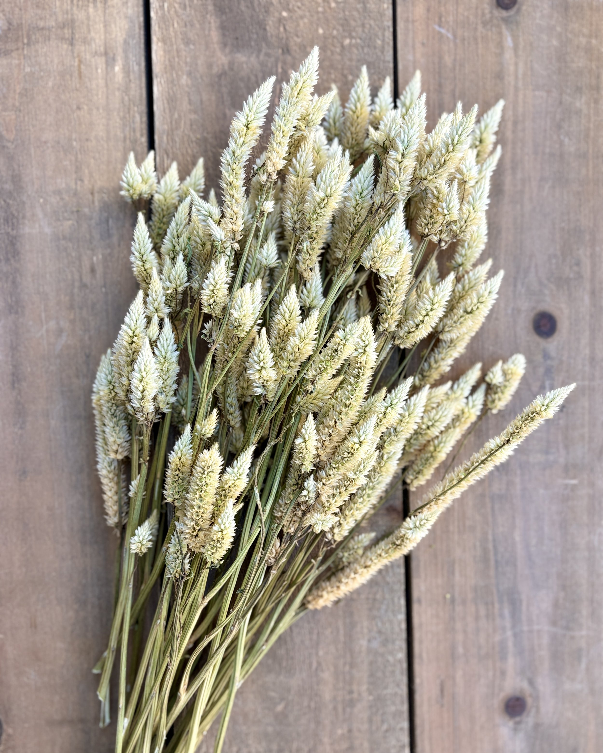 White Dried Celosia Flowers