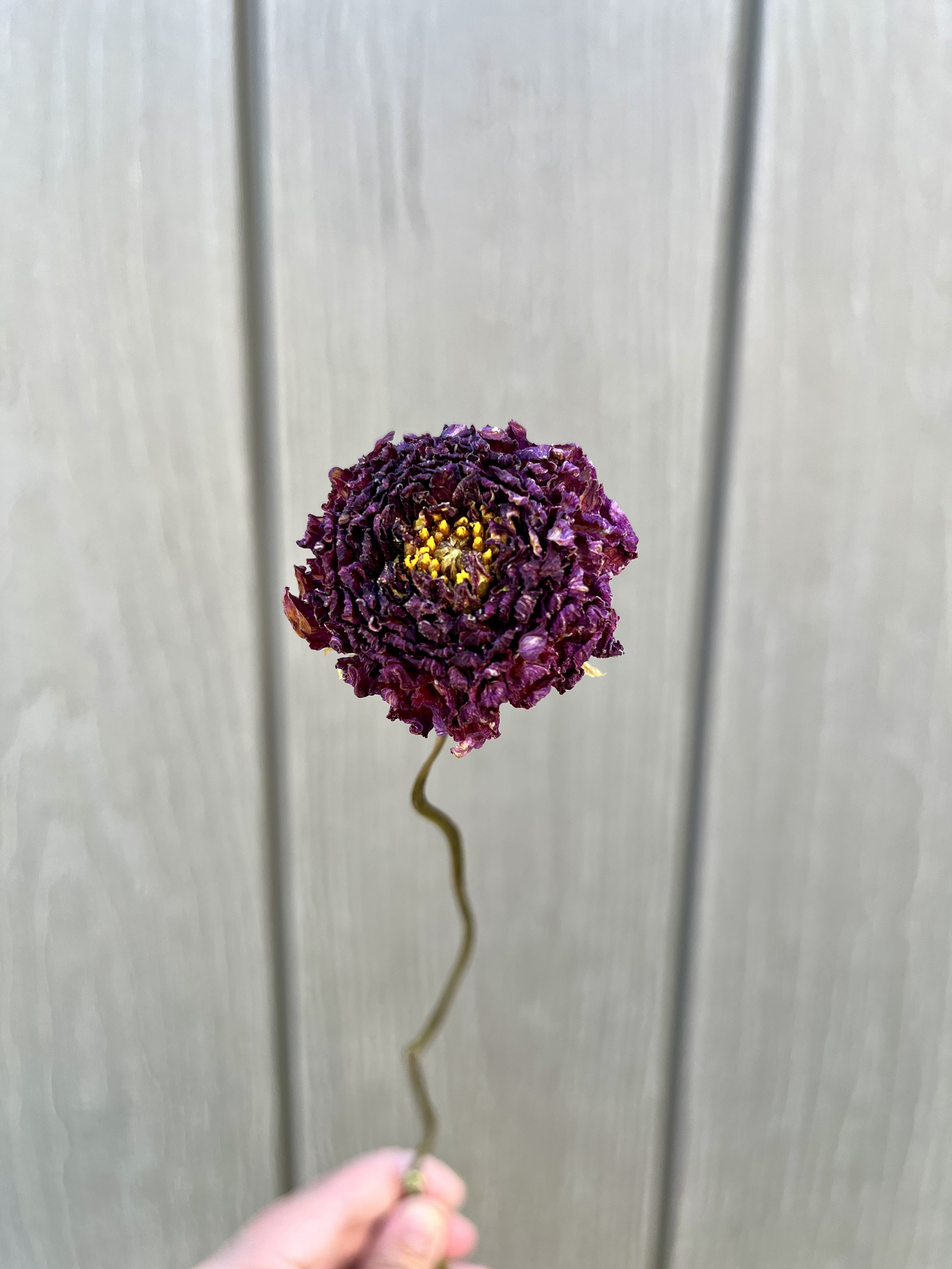 Purple Dried Dahlia Flower