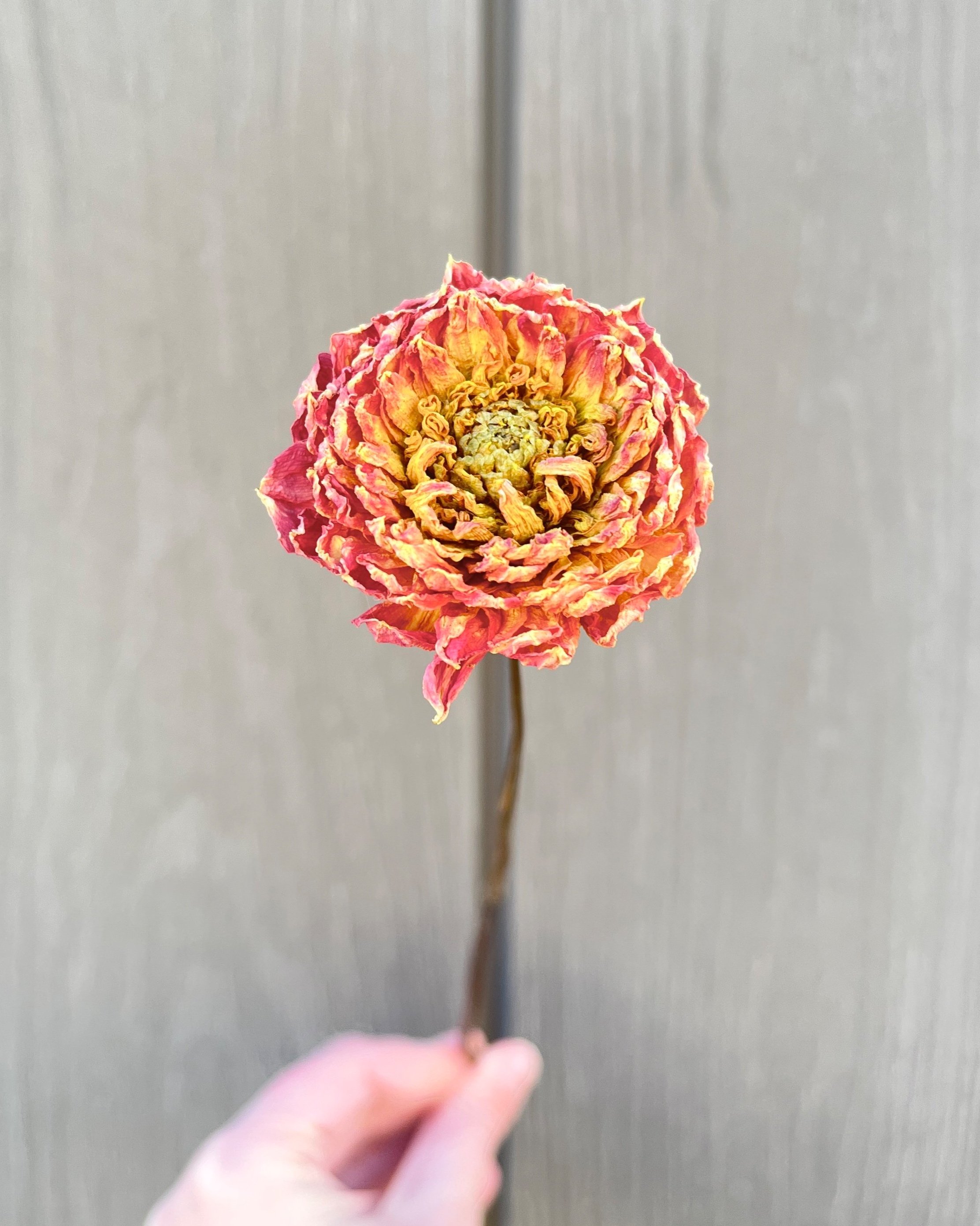 Peach Orange Dried Dahlia Flower