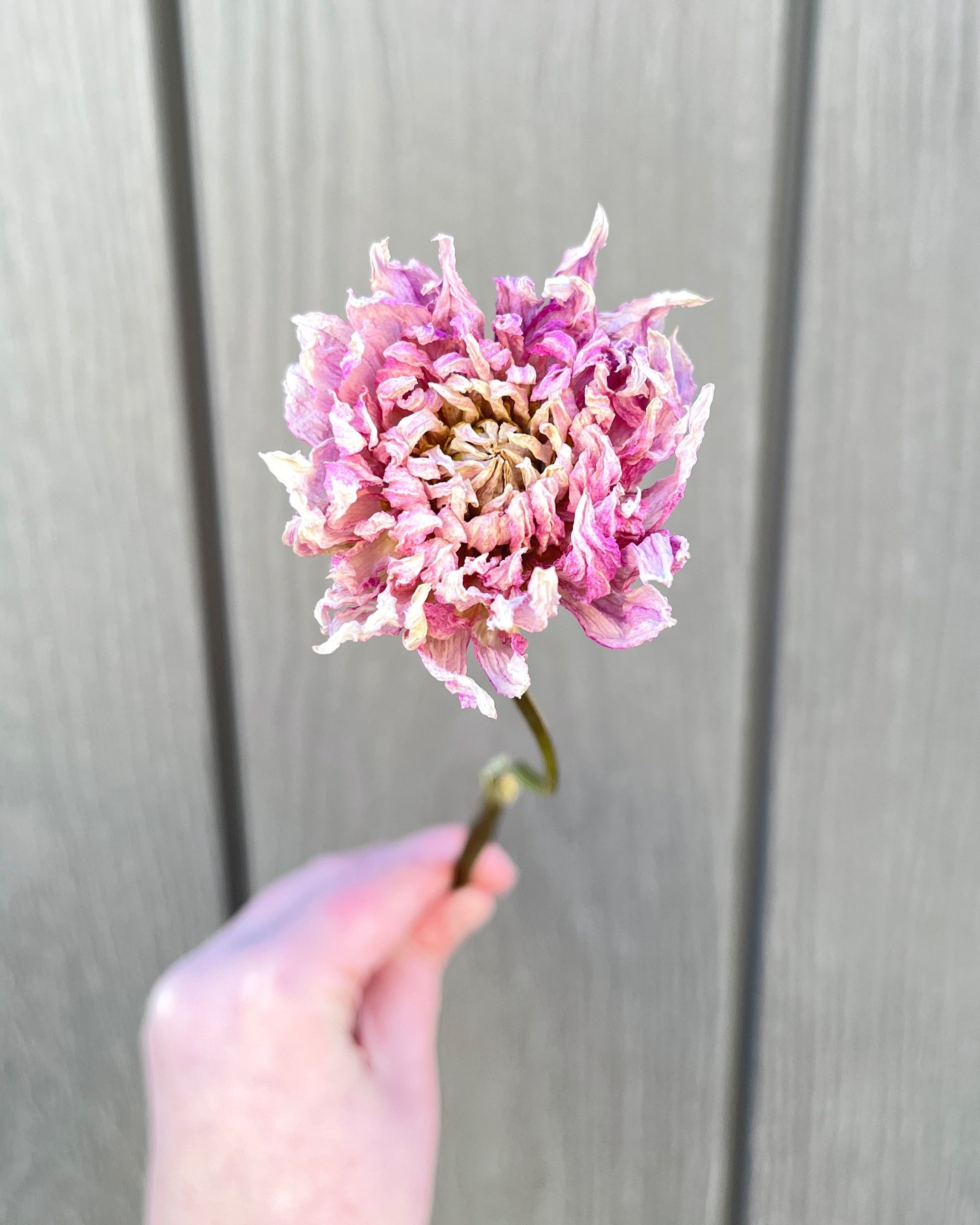 Lavender Pink Purple Dried Dahlia Flower