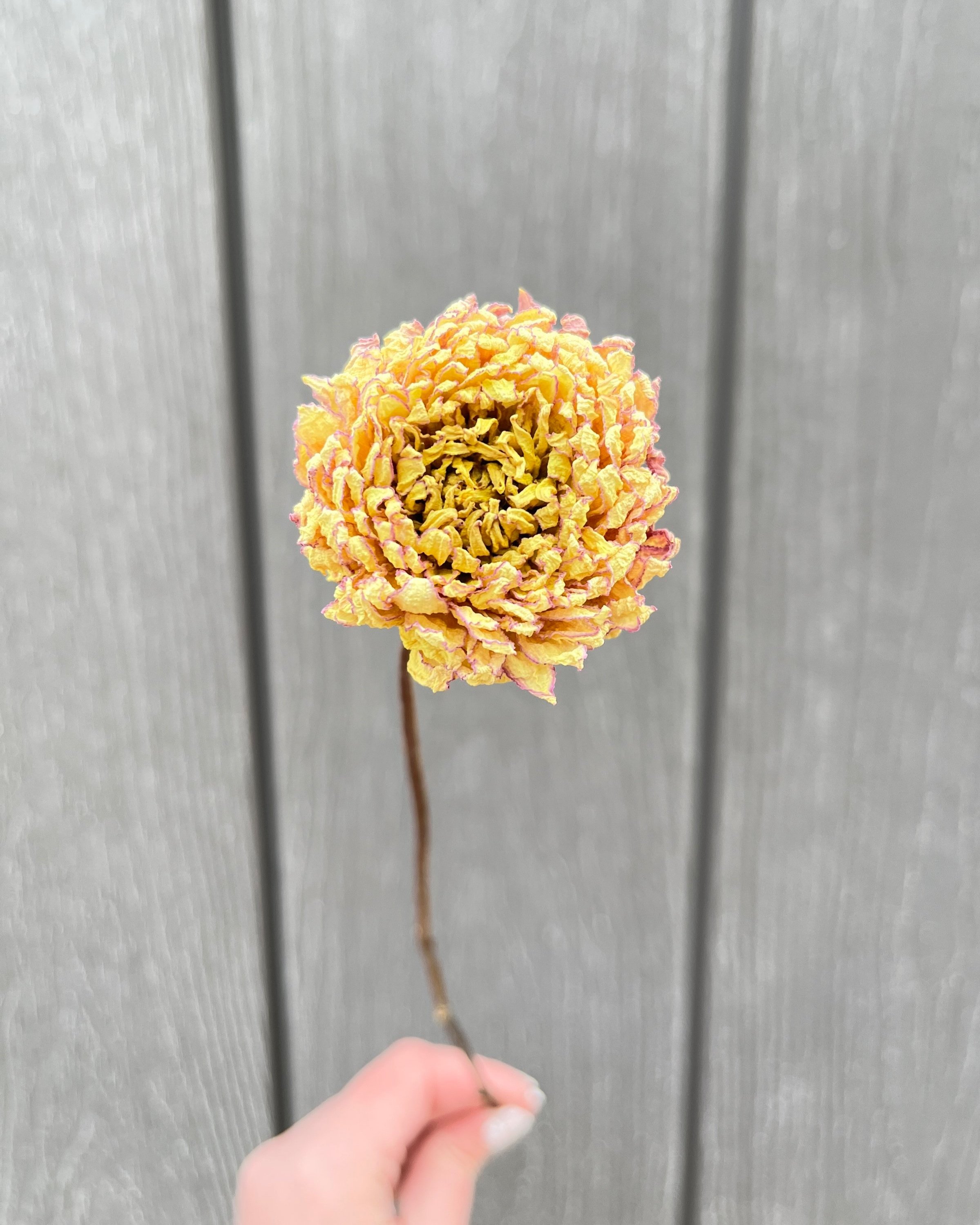 Soft Yellow and Lavender Dried Dahlia Flower